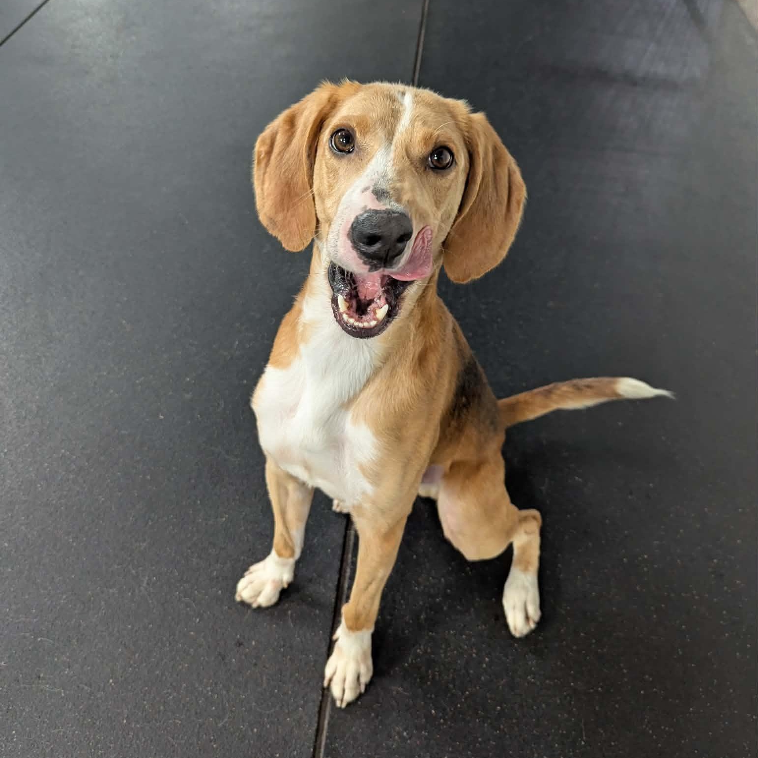 Enlarge Ricky Bobby, a ADOPTABLE Hound in Fulton, NY image 4/6