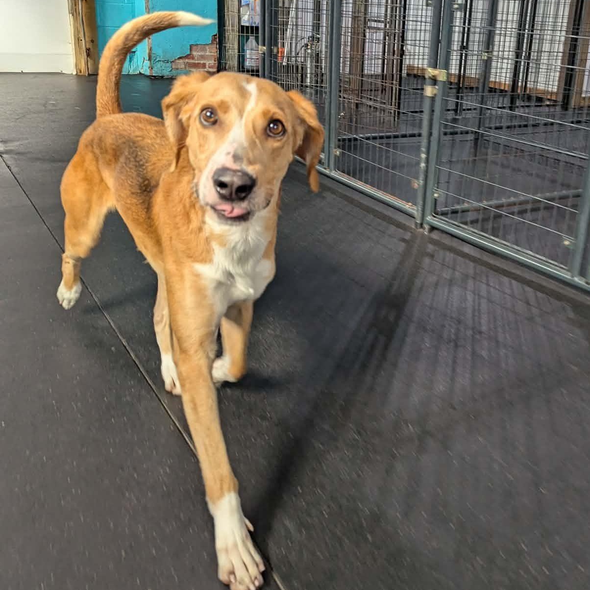 Enlarge Ricky Bobby, a ADOPTABLE Hound in Fulton, NY image 2/6