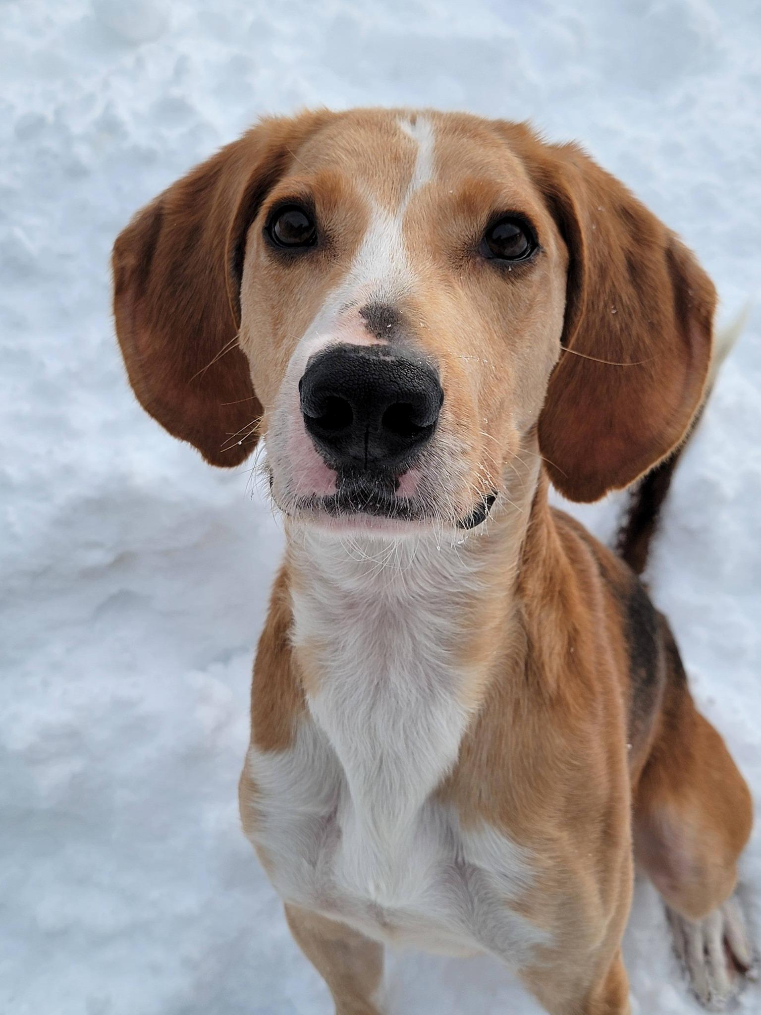Enlarge Ricky Bobby, a ADOPTABLE Hound in Fulton, NY image 3/4