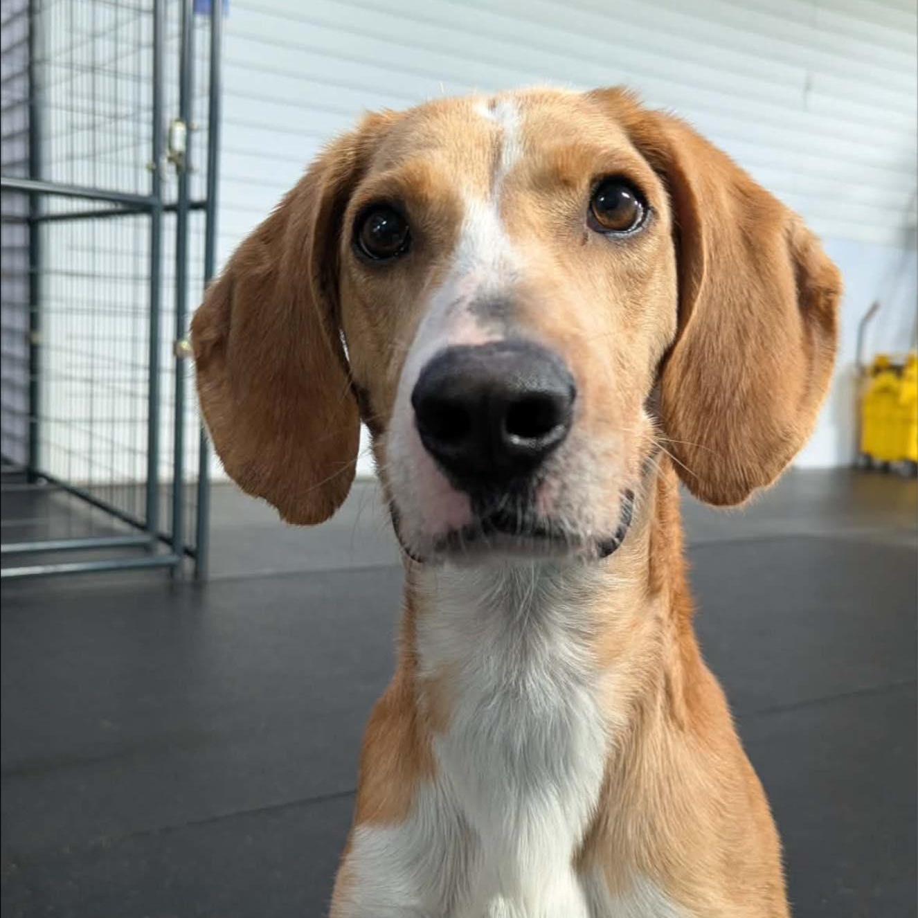 Enlarge Ricky Bobby, a ADOPTABLE Hound in Fulton, NY image 5/6