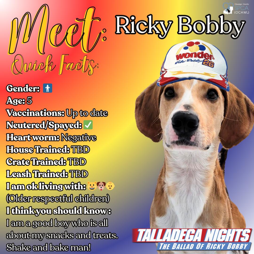 Ricky Bobby, ADOPTABLE, Adult Male Hound.