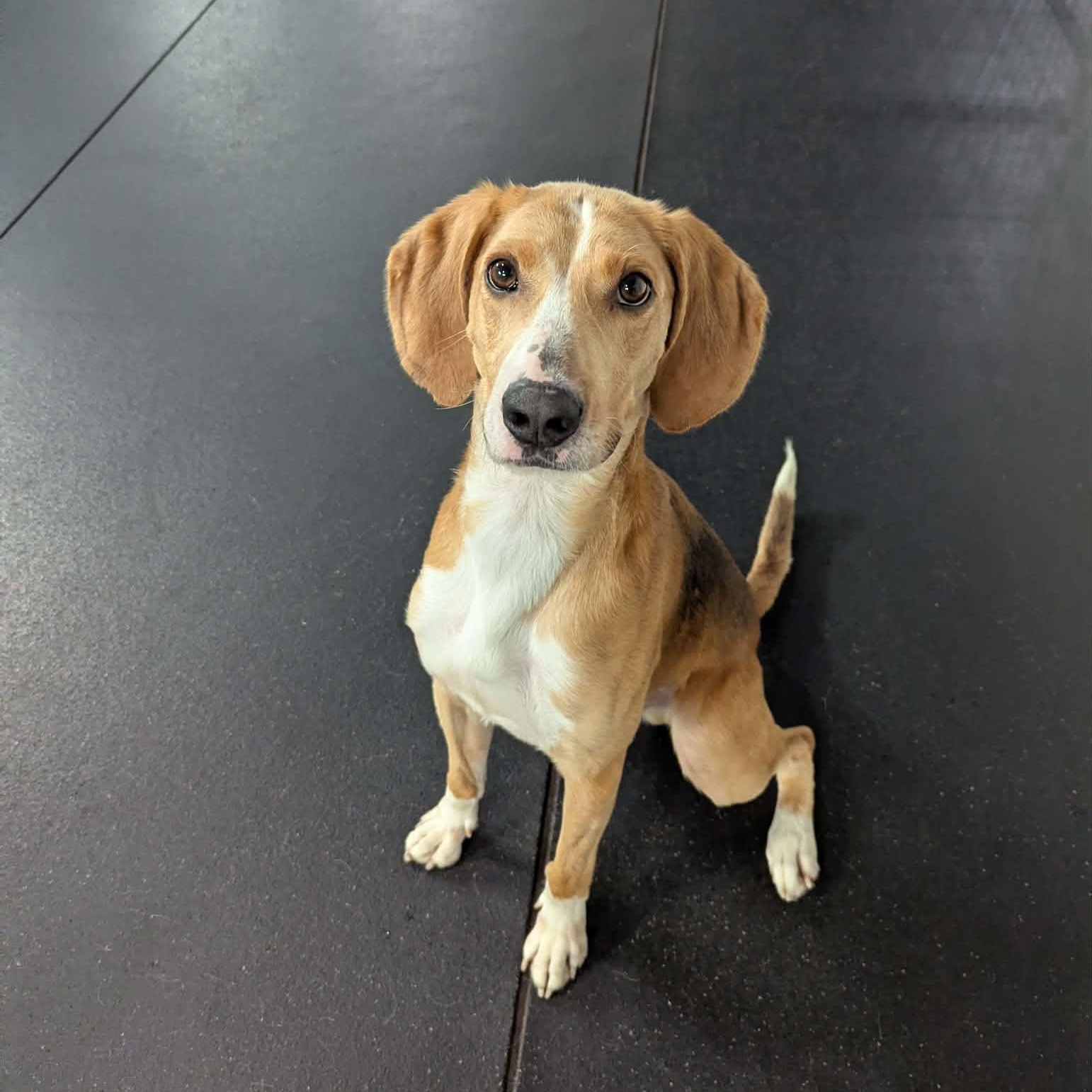 Enlarge Ricky Bobby, a ADOPTABLE Hound in Fulton, NY image 6/6