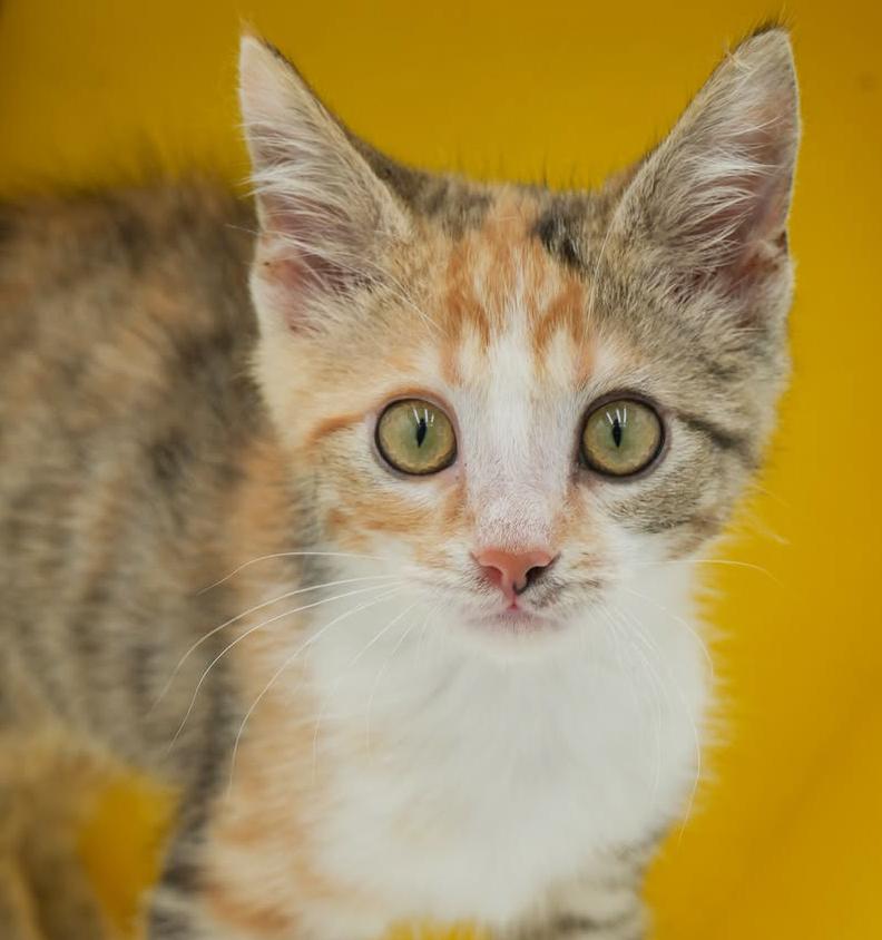 Our fosters are have so many kittens are now big enough to be adopted They are anywhere from 8 to