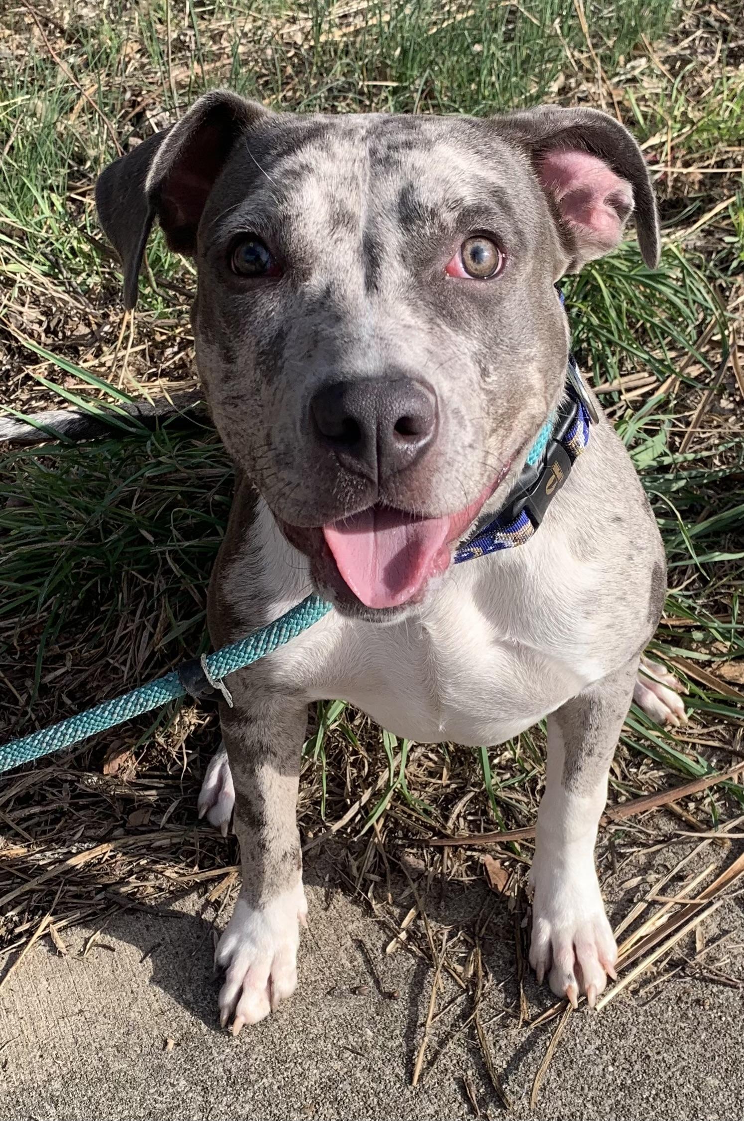 Enlarge Paisley , a ADOPTABLE Mixed Breed in McKeesport, PA image 4/6