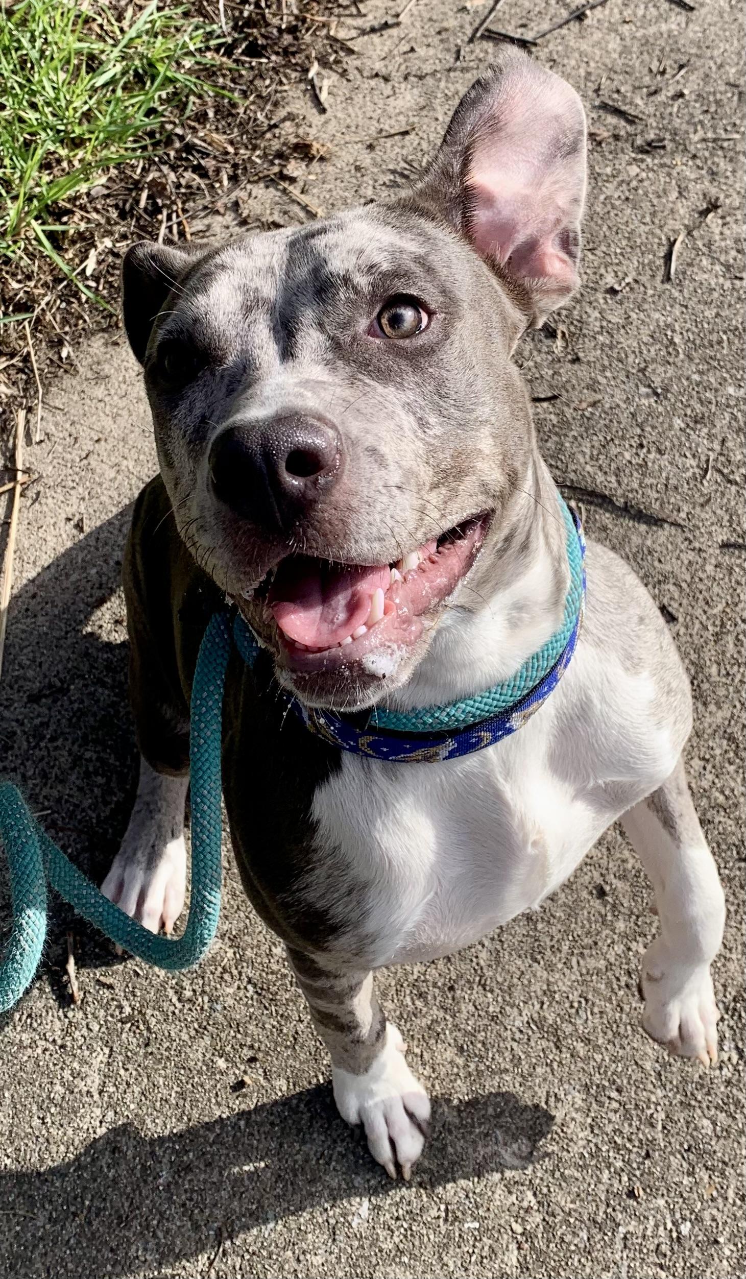 Paisley , ADOPTABLE, Young Female Mixed Breed.