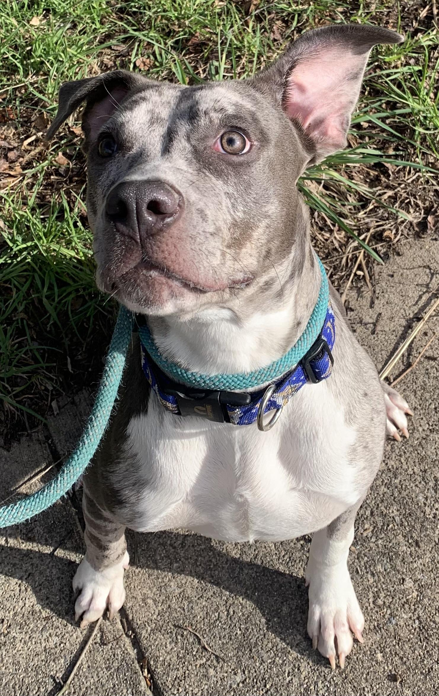 Enlarge Paisley , a ADOPTABLE Mixed Breed in McKeesport, PA image 6/6