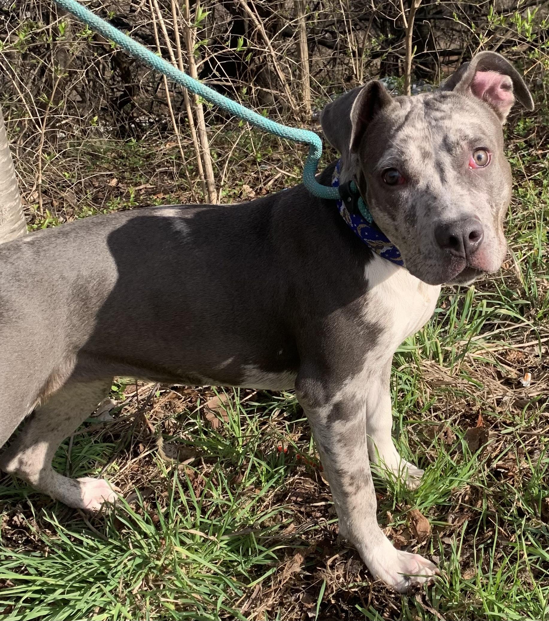 Enlarge Paisley , a ADOPTABLE Mixed Breed in McKeesport, PA image 2/6