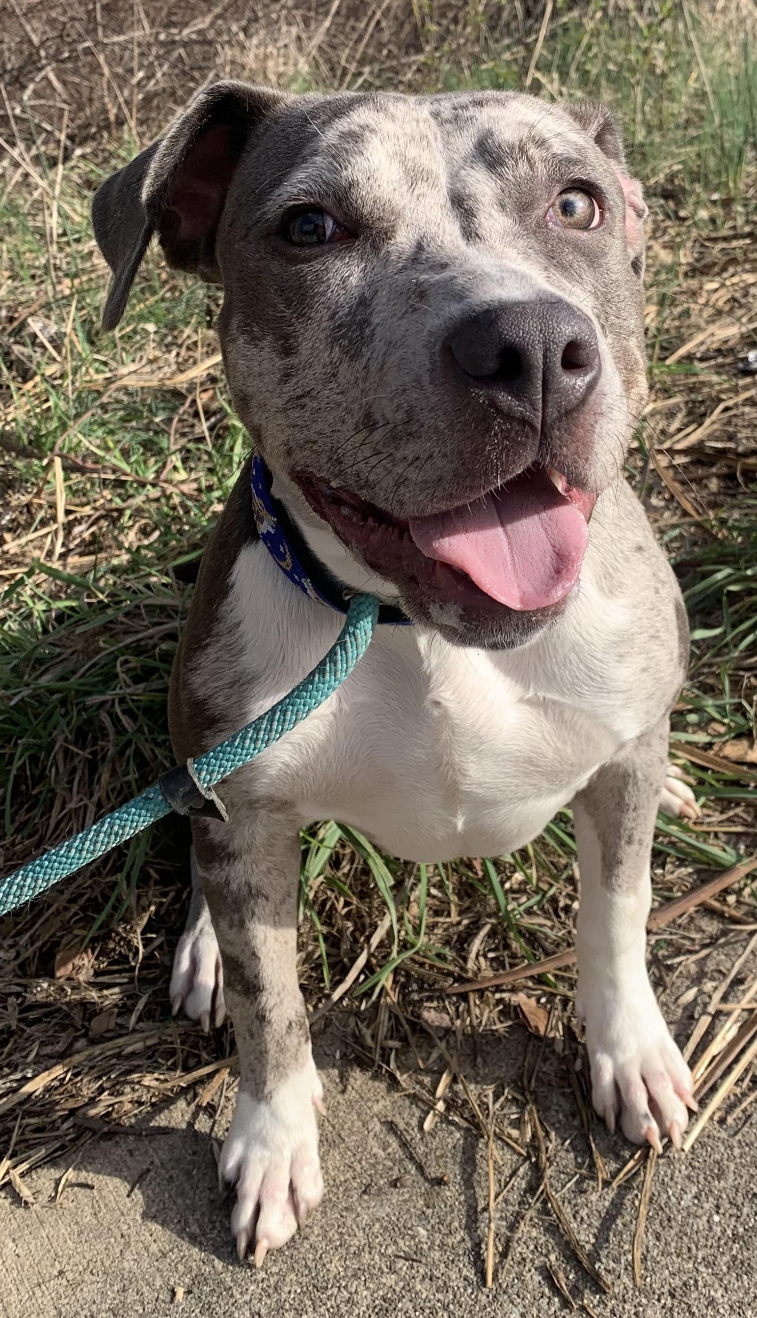 Enlarge Paisley , a ADOPTABLE Mixed Breed in McKeesport, PA image 3/6