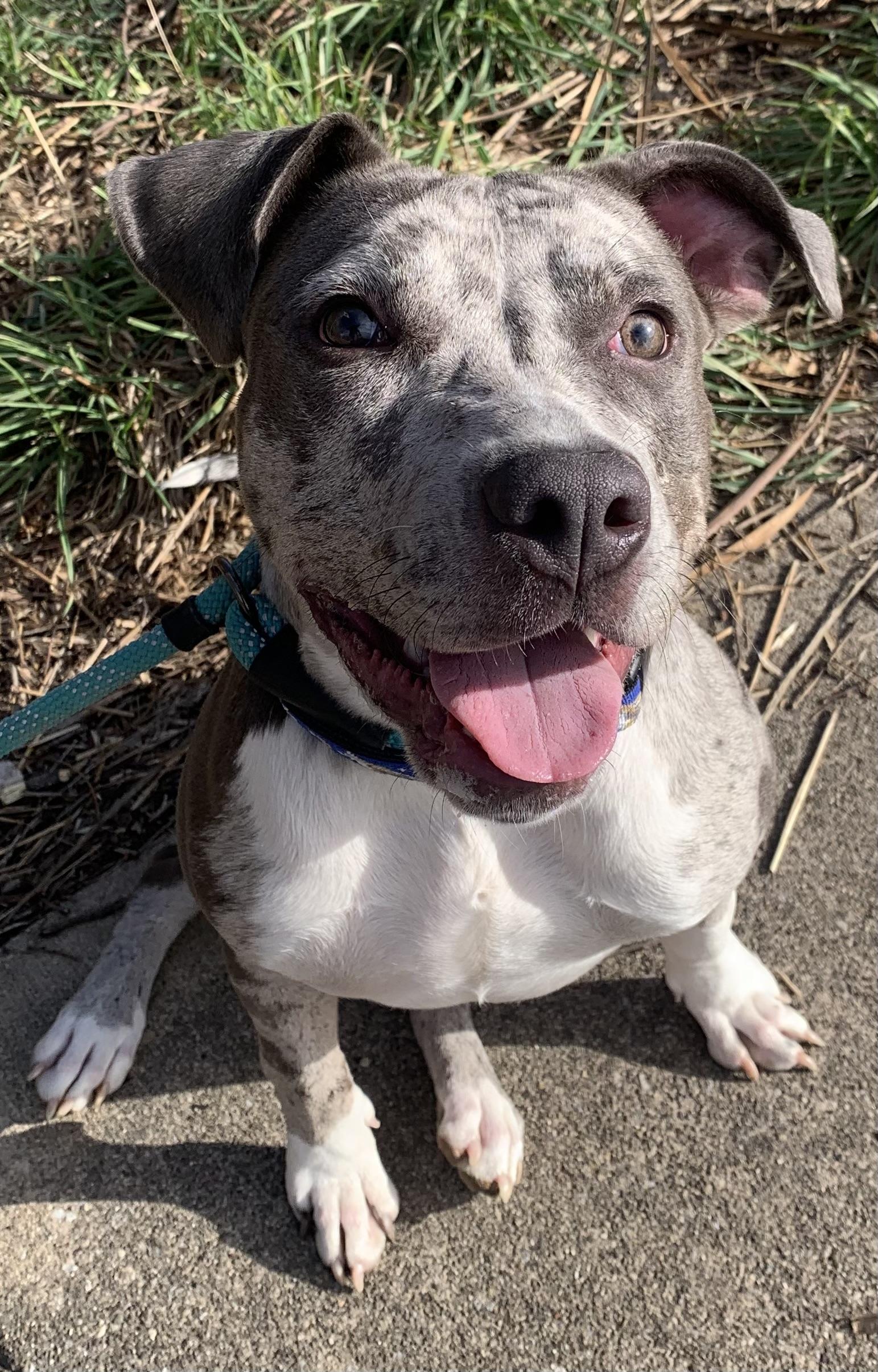 Enlarge Paisley , a ADOPTABLE Mixed Breed in McKeesport, PA image 5/6
