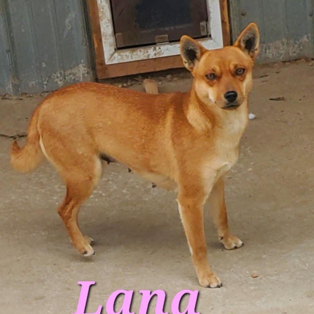 Lana, a Adoptable mixed breed in Pineville, MO image 1/2
