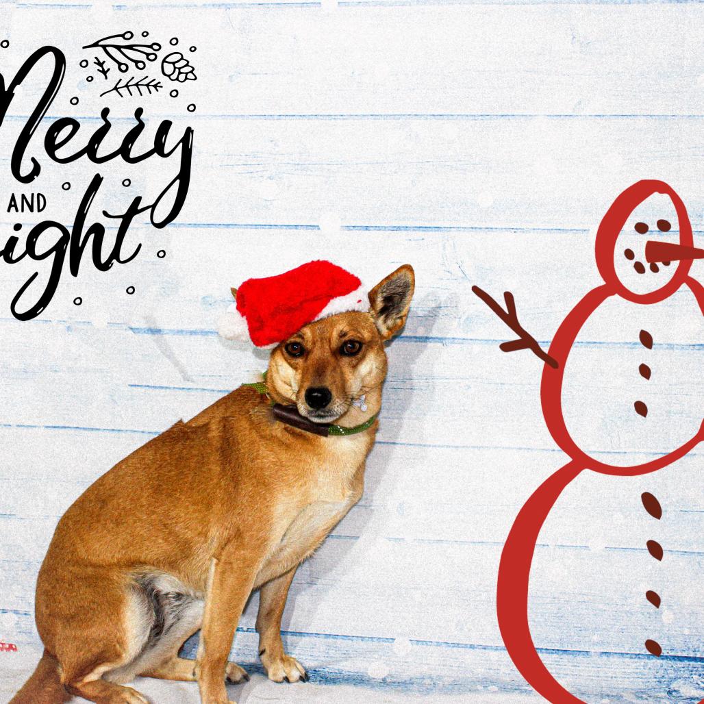 Lana, a Adoptable mixed breed in Pineville, MO image 2/2