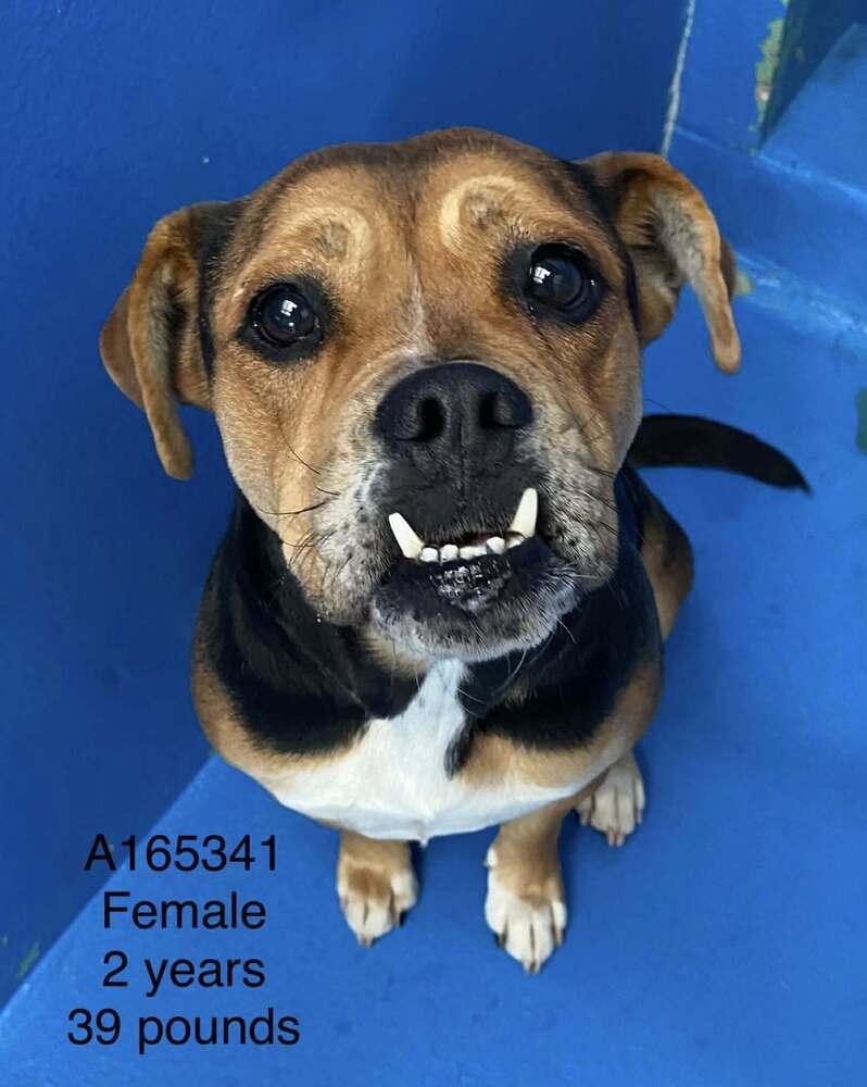 Miss Pac-Man, Adoptable, Adult Female Boxer & American Bulldog.
