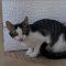 Trico, ADOPTABLE, Young Male Domestic Short Hair.