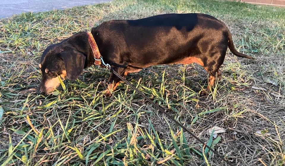 Enlarge Sadie, a Adopted Dachshund in Chickamauga, GA image 4/6