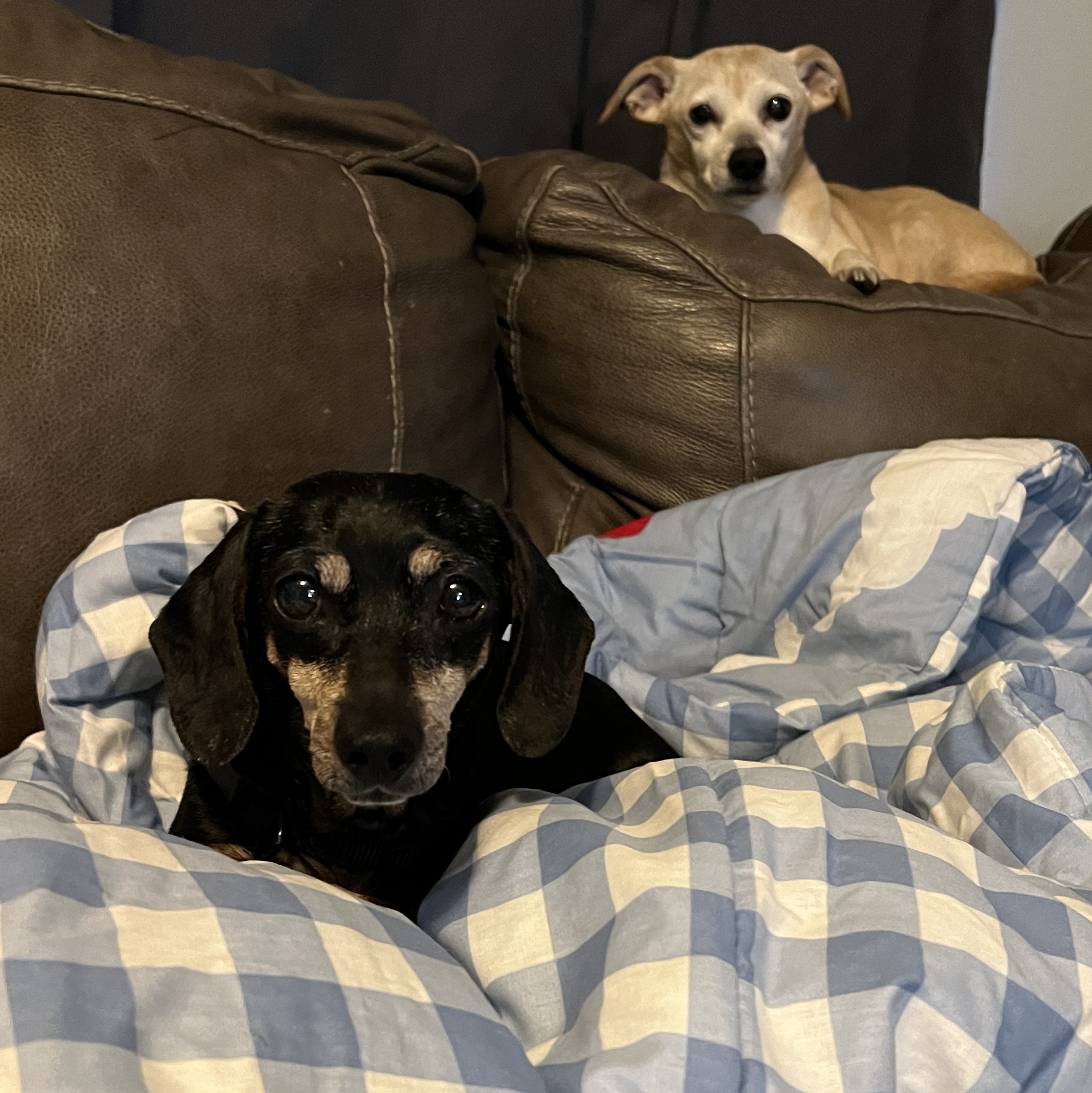 Enlarge Sadie, a Adopted Dachshund in Chickamauga, GA image 5/6