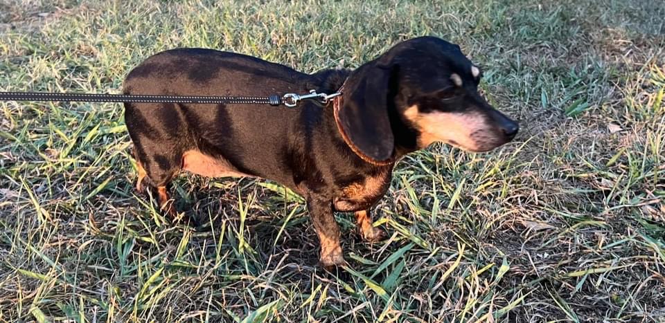 Enlarge Sadie, a Adopted Dachshund in Chickamauga, GA image 3/6