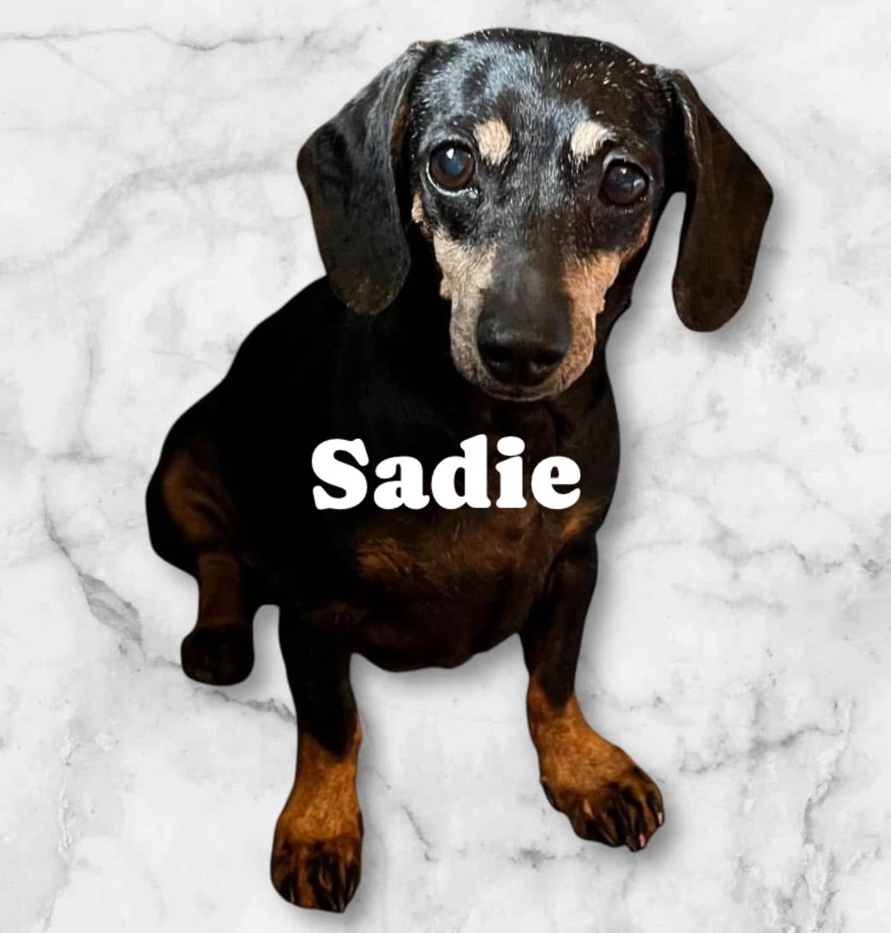 Enlarge Sadie, a Adopted Dachshund in Chickamauga, GA image 1/6