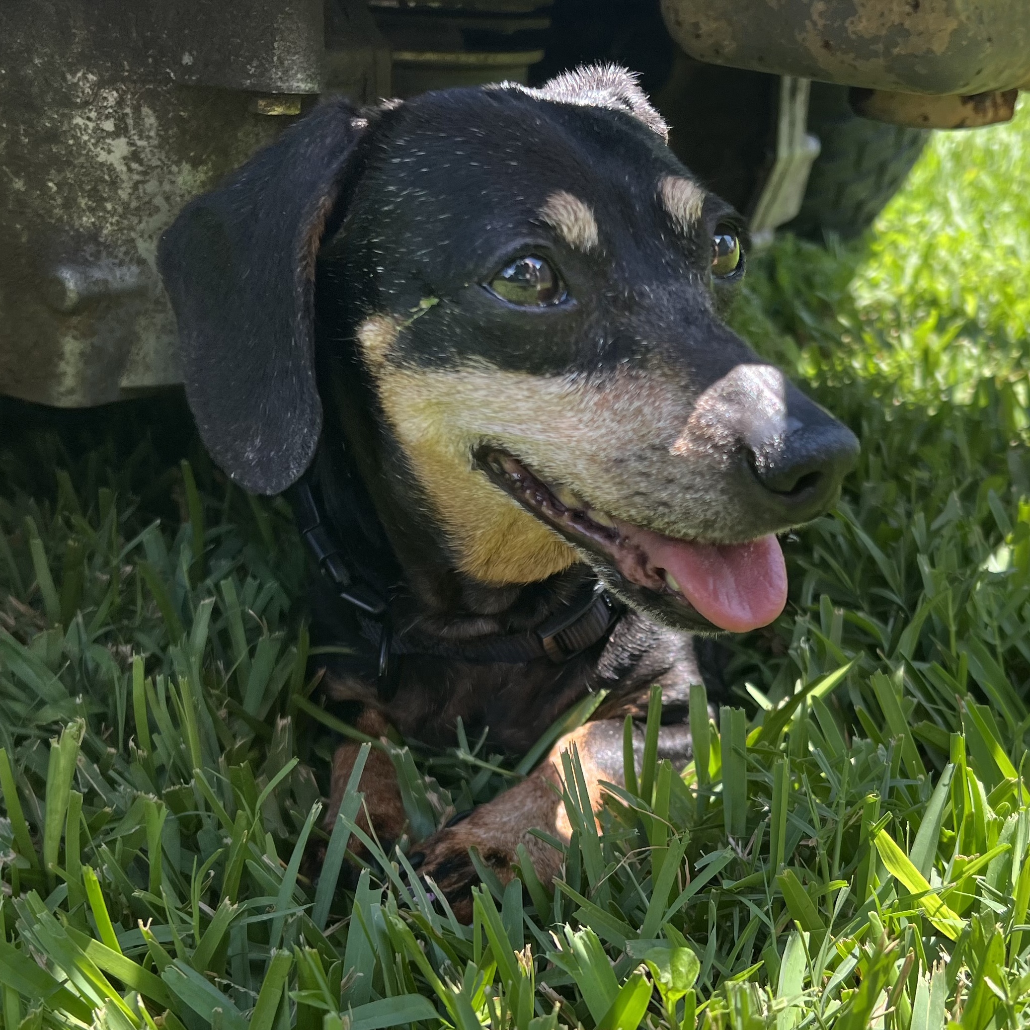 Enlarge Sadie, a Adopted Dachshund in Chickamauga, GA image 6/6