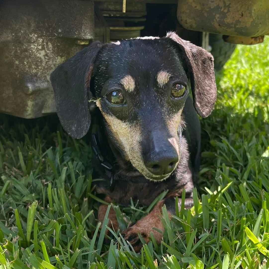 Enlarge Sadie, a Adopted Dachshund in Chickamauga, GA image 2/6