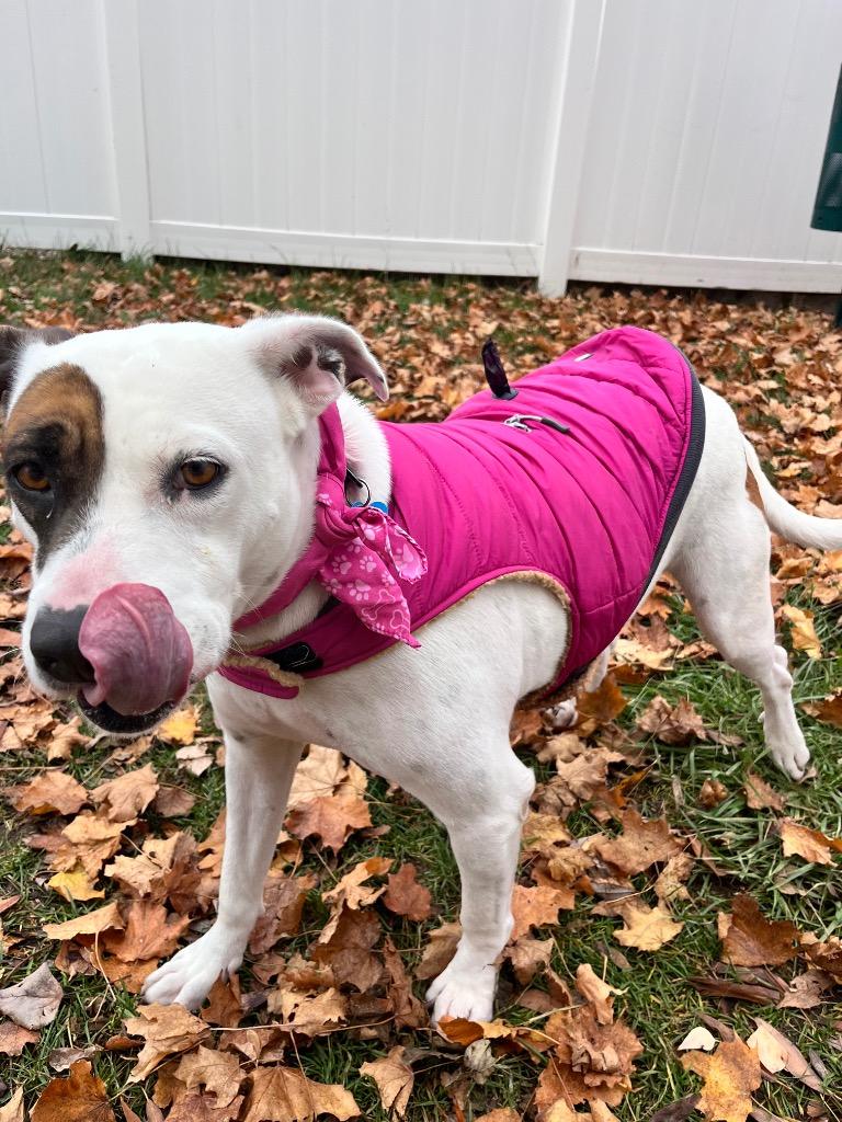 Jo, a Adoptable American Staffordshire Terrier in Logan, UT image 1/3