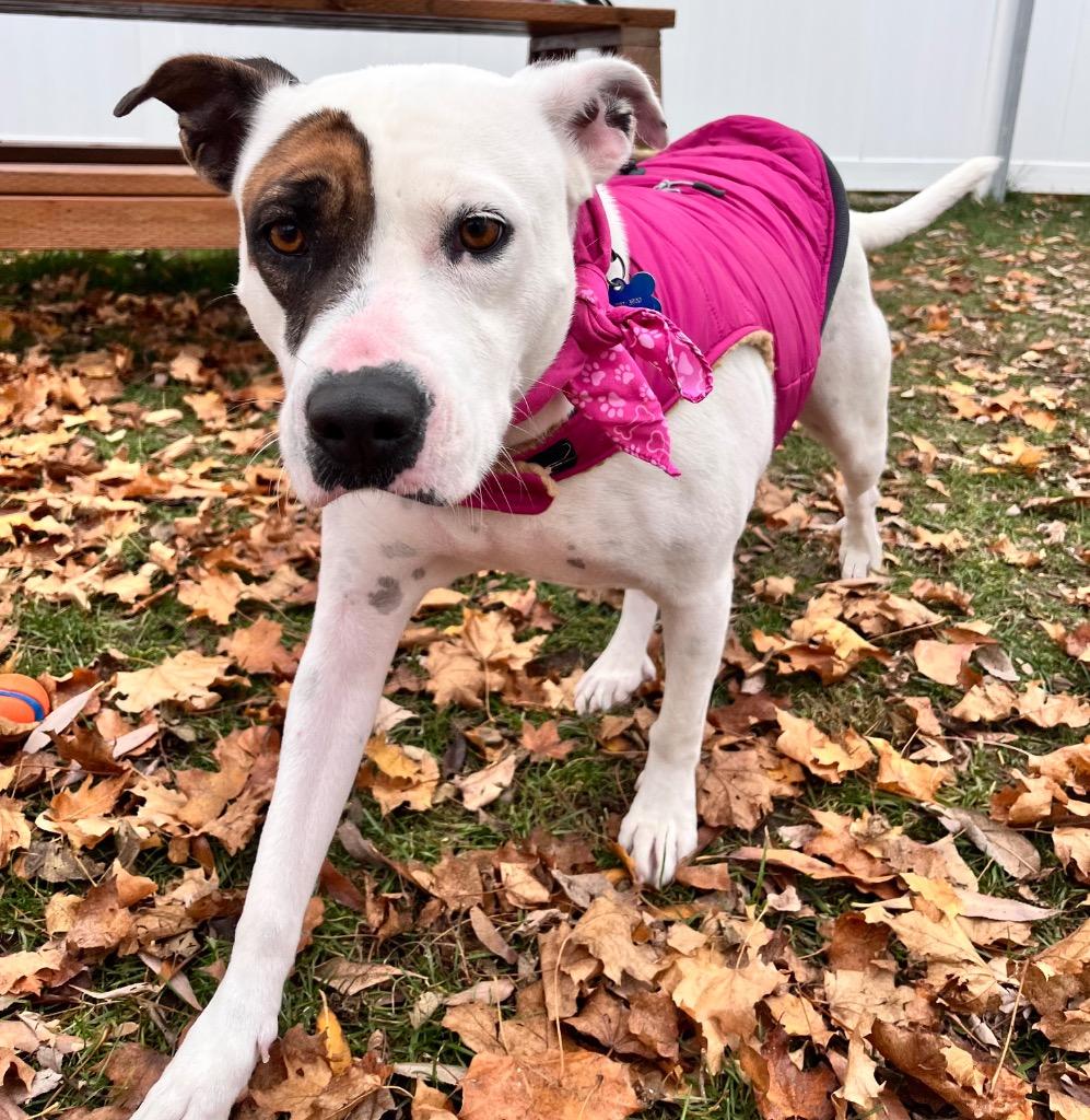 Jo, a Adoptable American Staffordshire Terrier in Logan, UT image 2/3