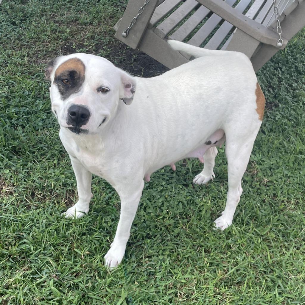 Jo, a Adoptable American Staffordshire Terrier in Logan, UT image 3/3