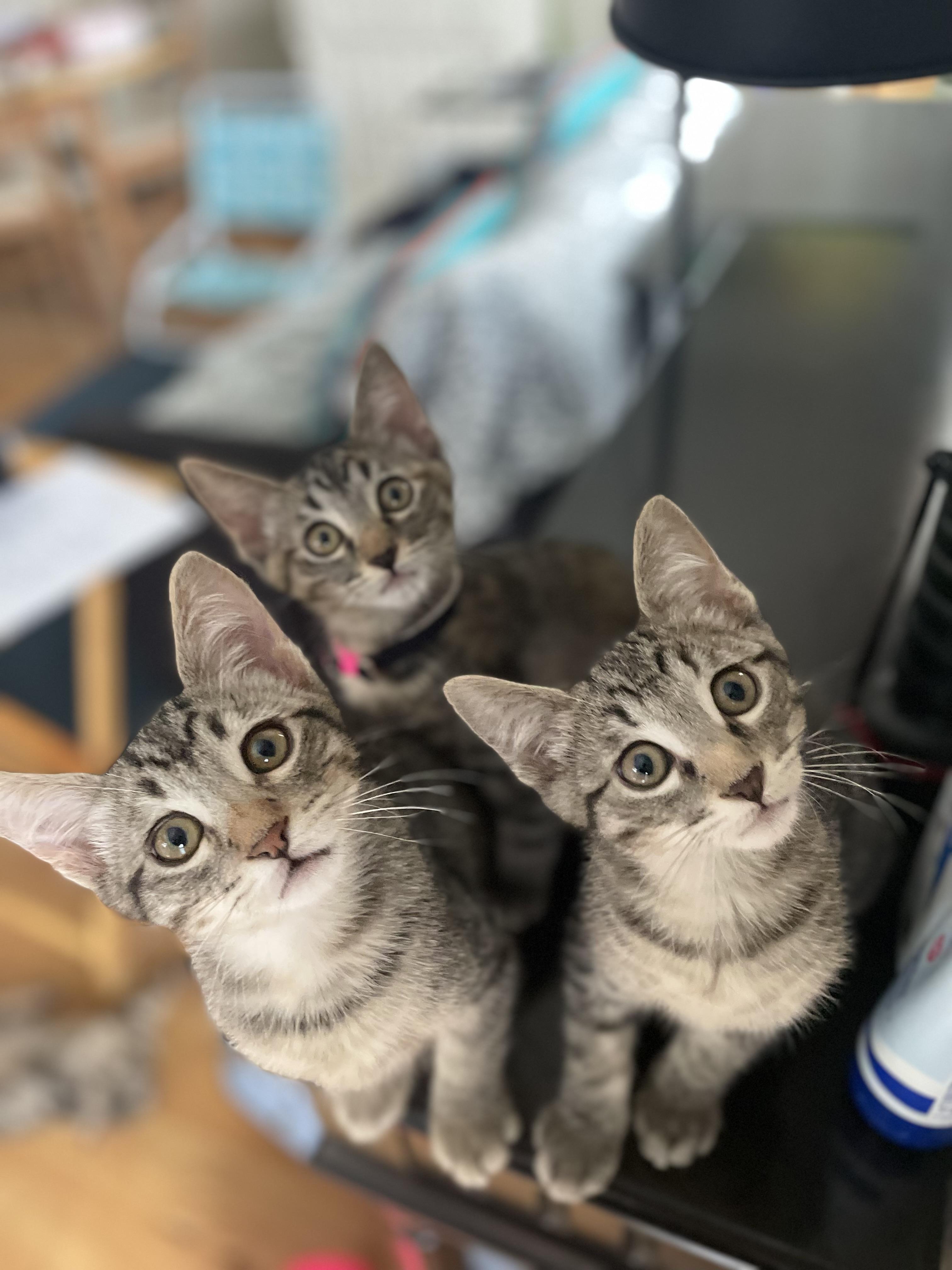 Oliver and Olivia, an adopted Tabby in Costa Mesa, CA image 1/3