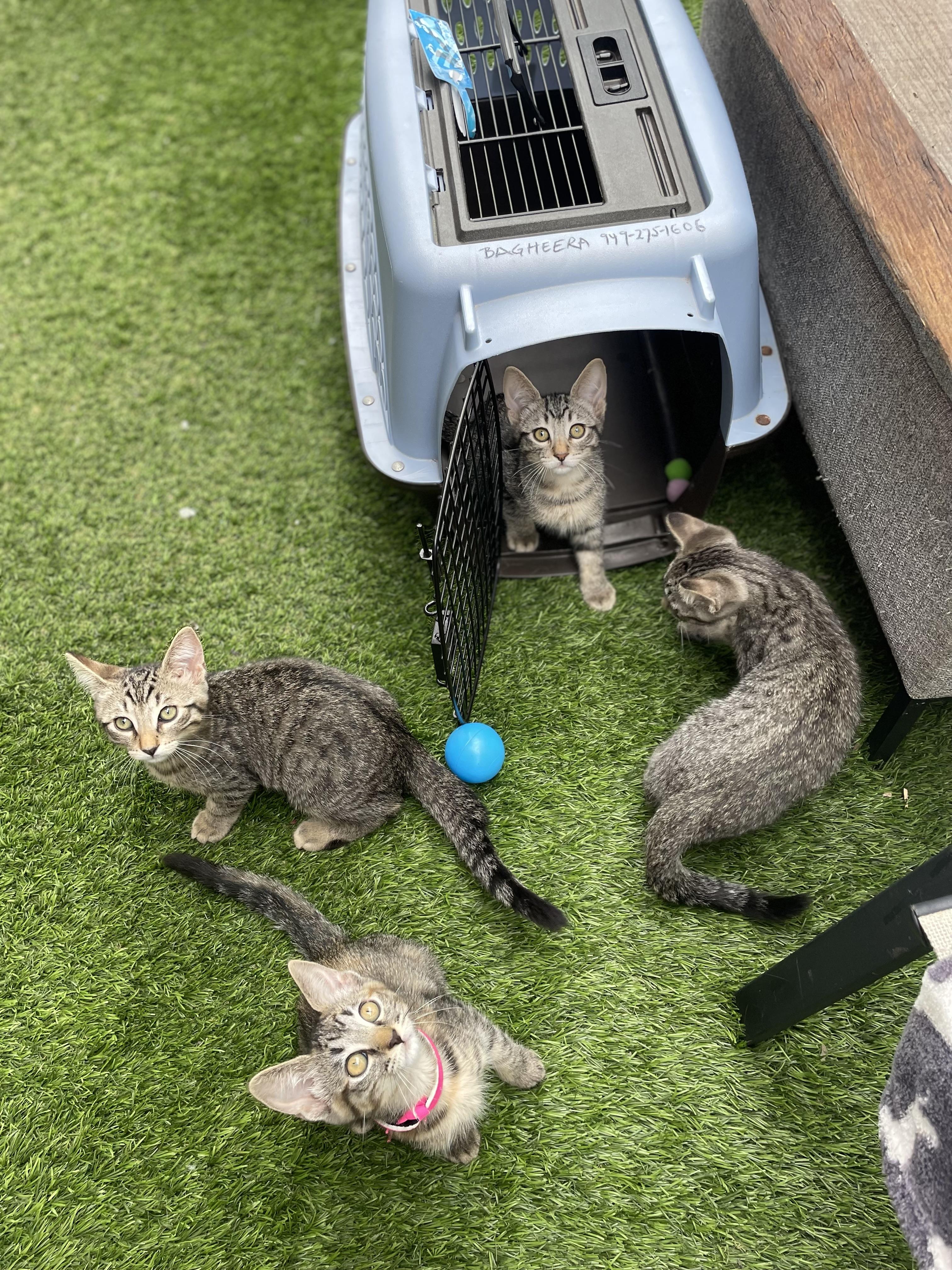 Oliver and Olivia, an adopted Tabby in Costa Mesa, CA image 2/3