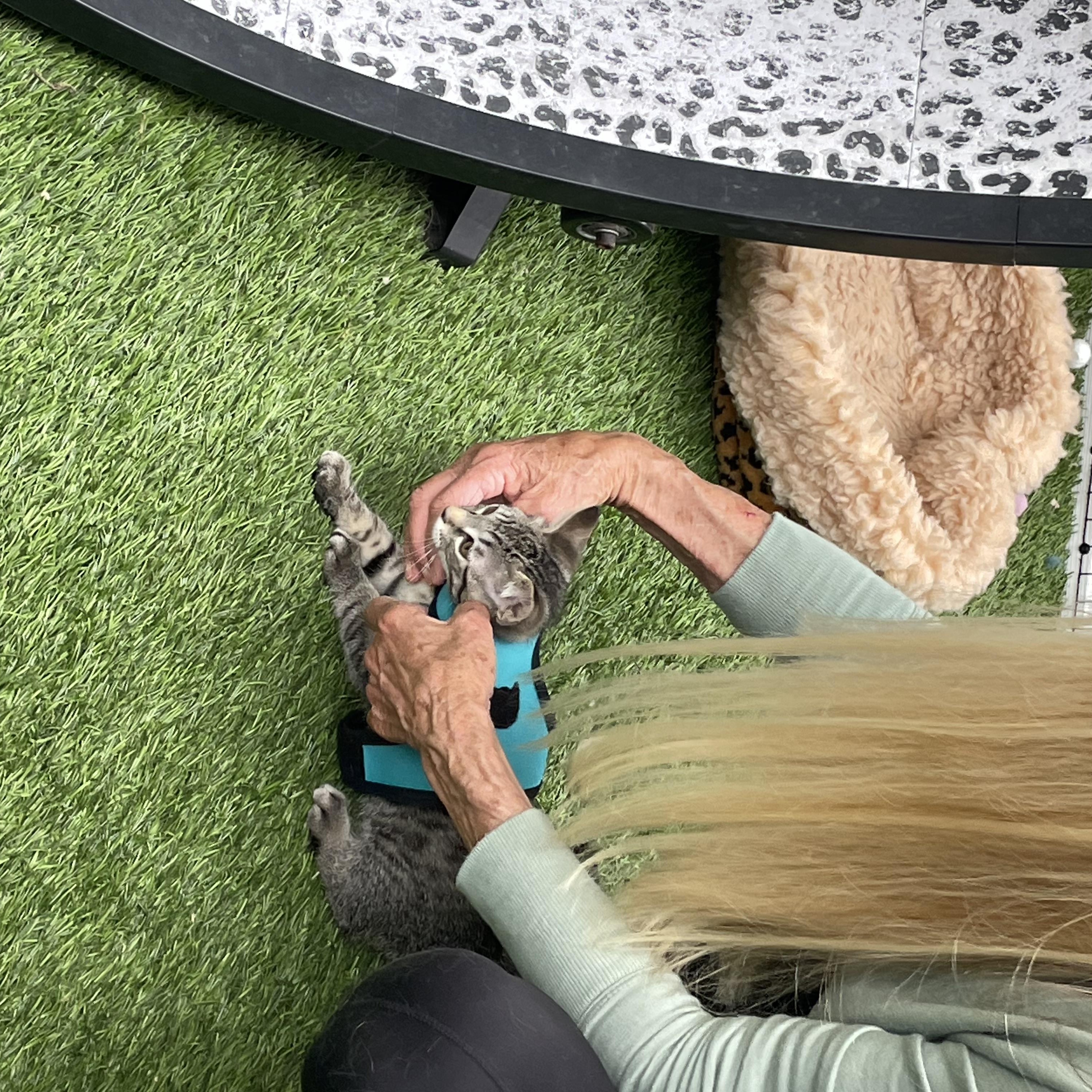 Oliver and Olivia, an adopted Tabby in Costa Mesa, CA image 3/3