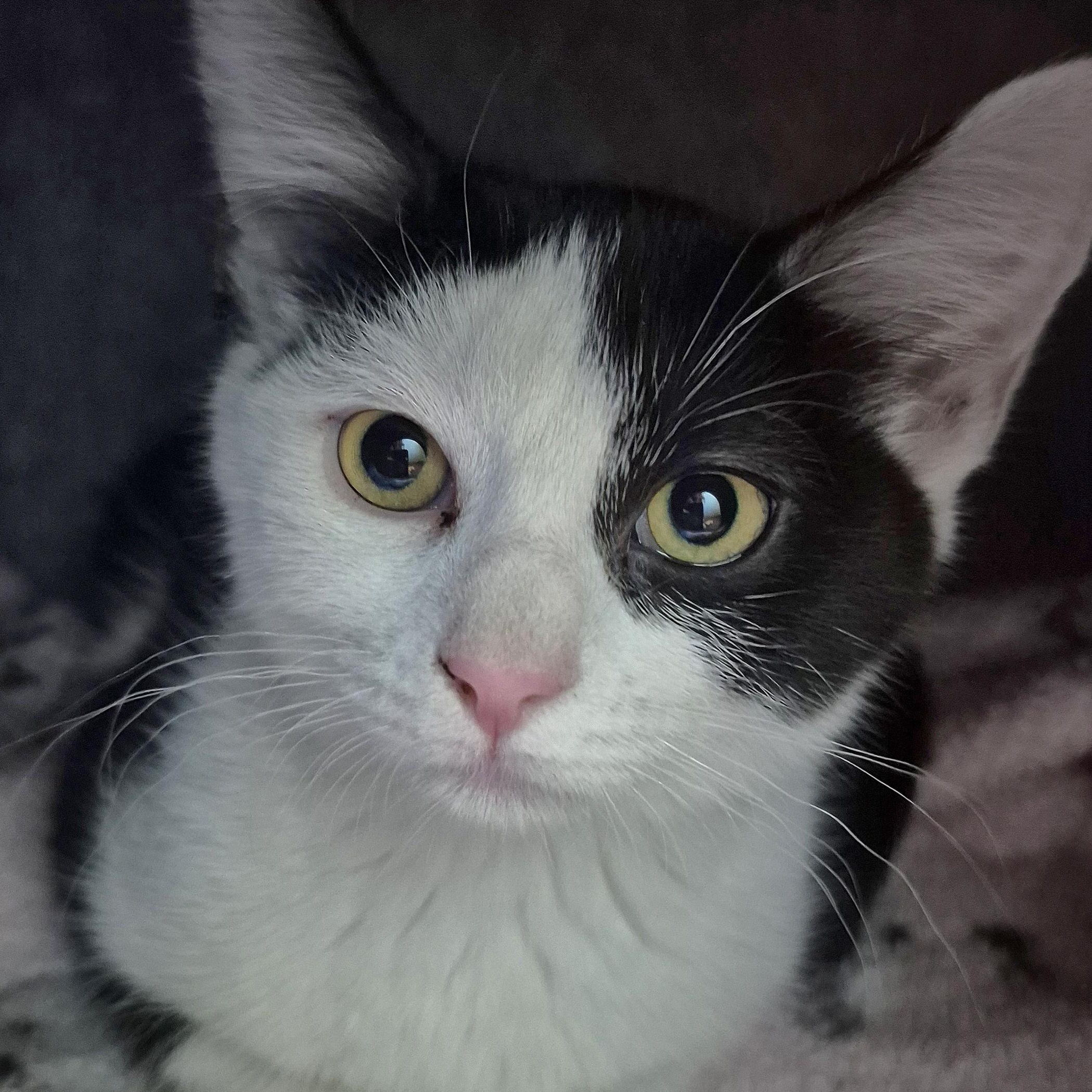 Willow, ADOPTABLE, Kitten Female Domestic Short Hair.