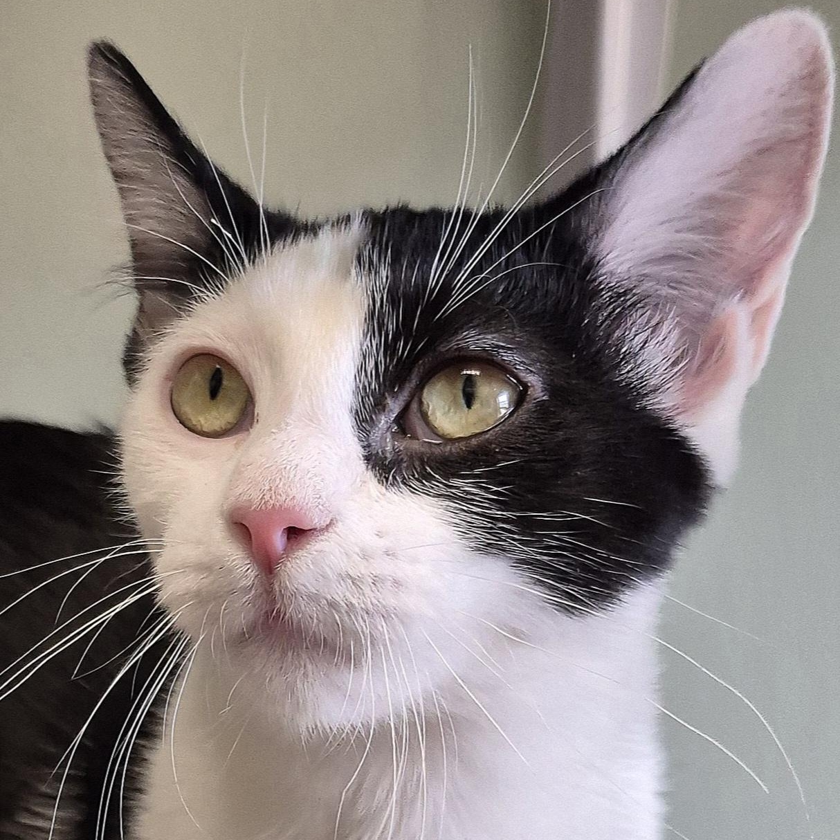 Willow, ADOPTABLE, Kitten Female Domestic Short Hair.