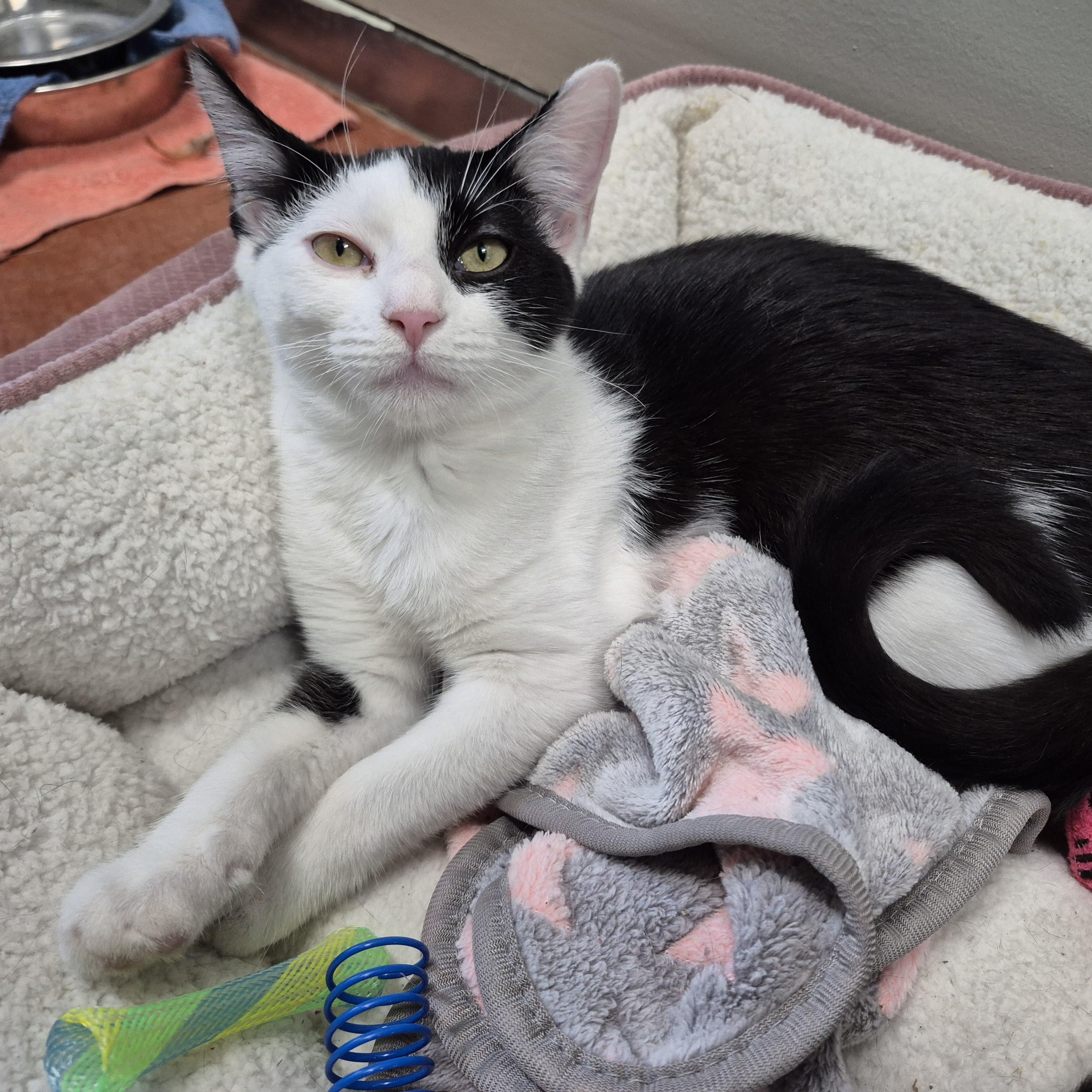 Enlarge Willow, a ADOPTABLE Domestic Short Hair in Tioga, PA image 3/6