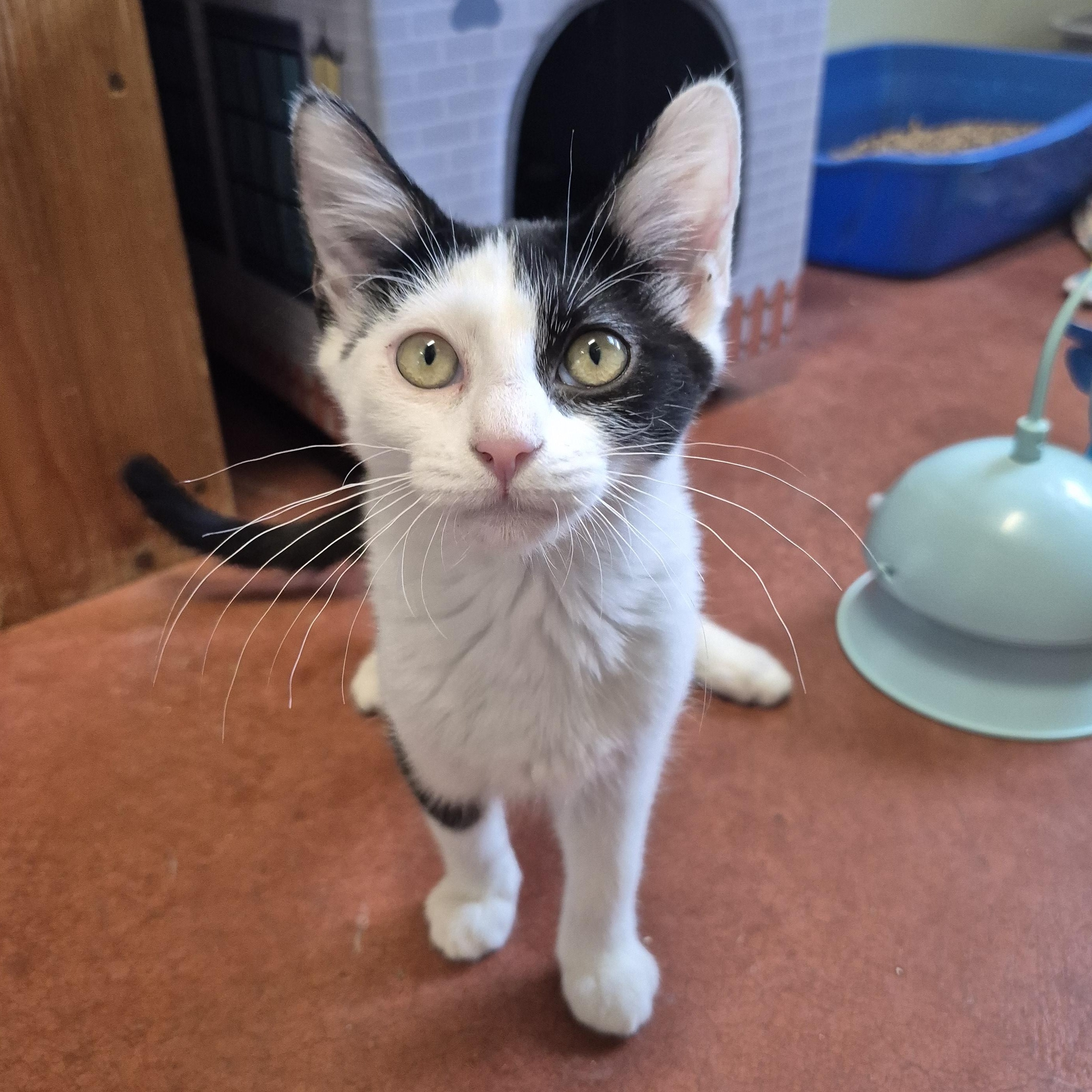 Enlarge Willow, a ADOPTABLE Domestic Short Hair in Tioga, PA image 4/6