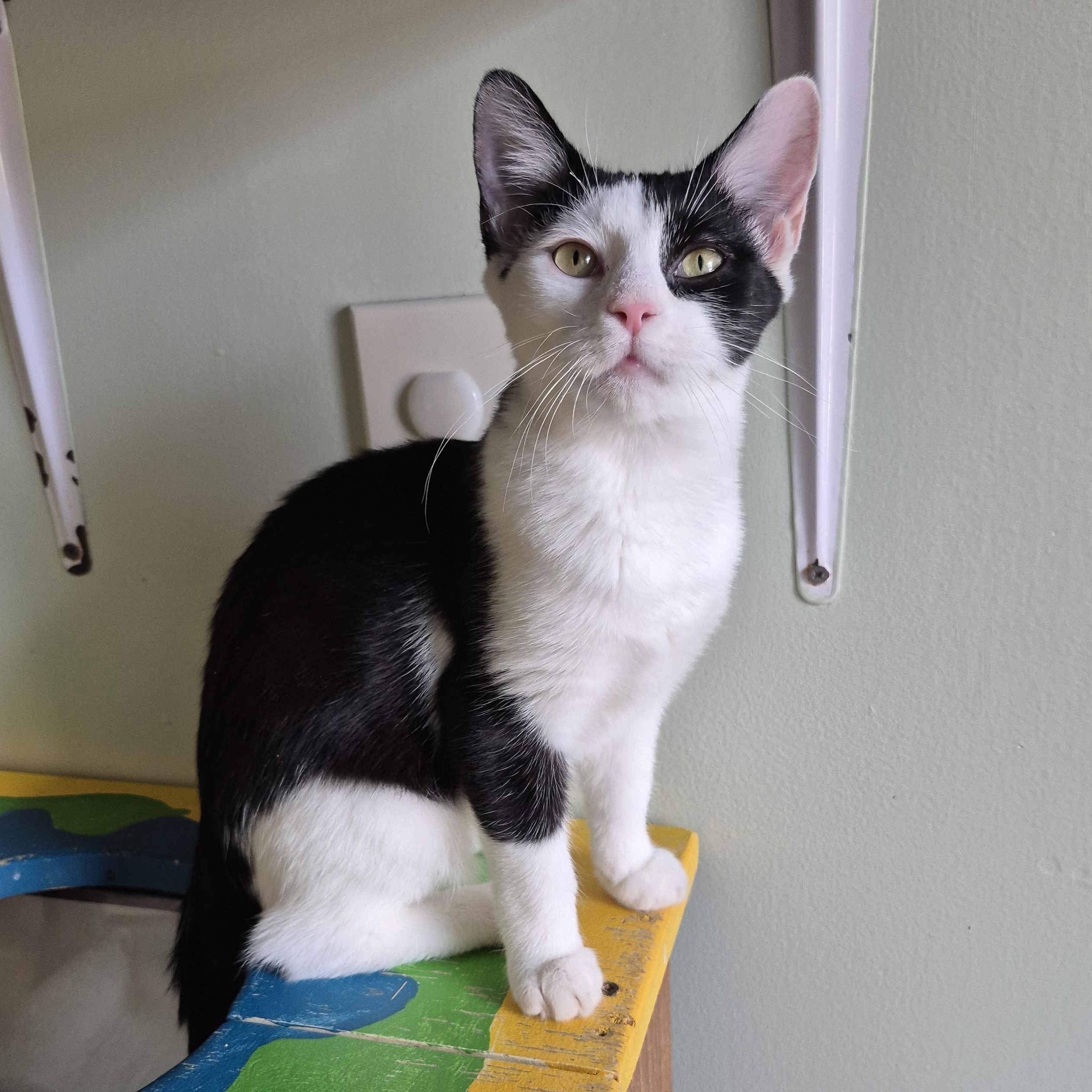 Enlarge Willow, a ADOPTABLE Domestic Short Hair in Tioga, PA image 2/6