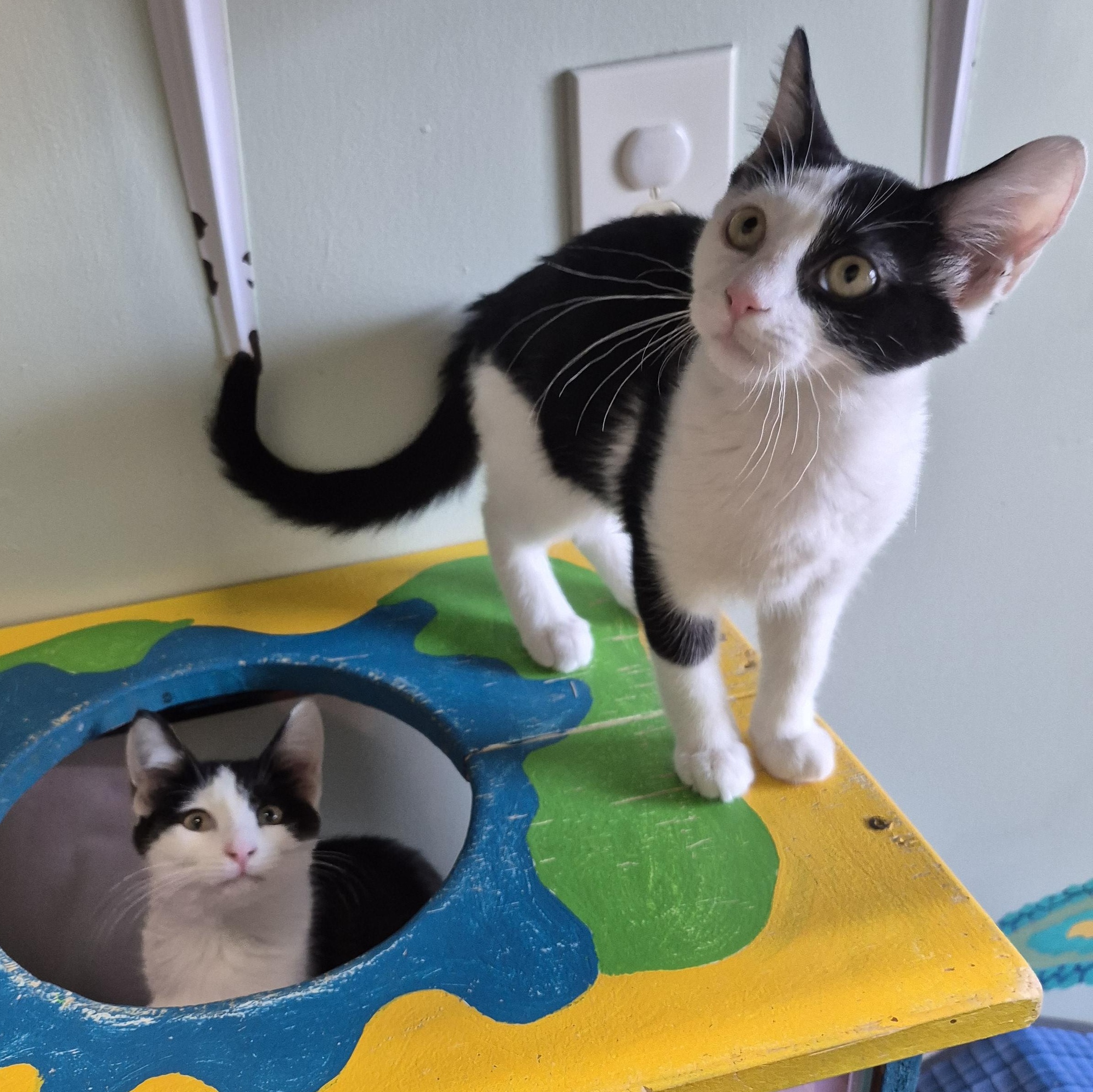 Enlarge Willow, a ADOPTABLE Domestic Short Hair in Tioga, PA image 6/6