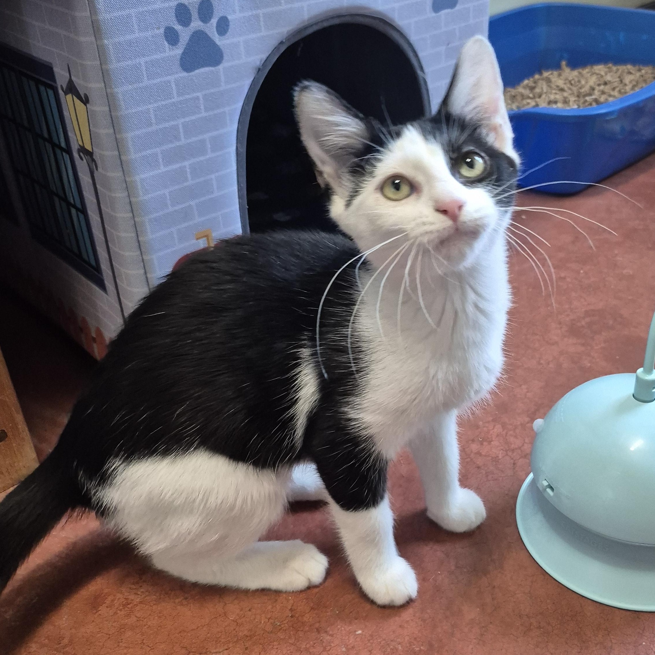 Enlarge Willow, a ADOPTABLE Domestic Short Hair in Tioga, PA image 5/6