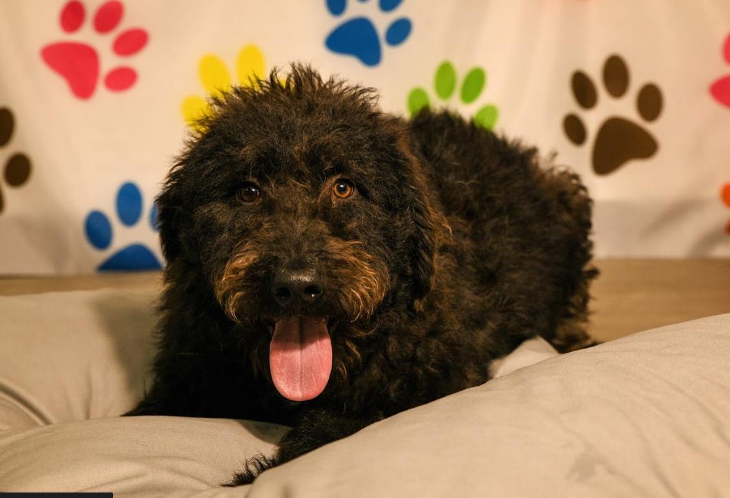 Benson, Adopted, Adult Male Labrador Retriever & Standard Poodle.