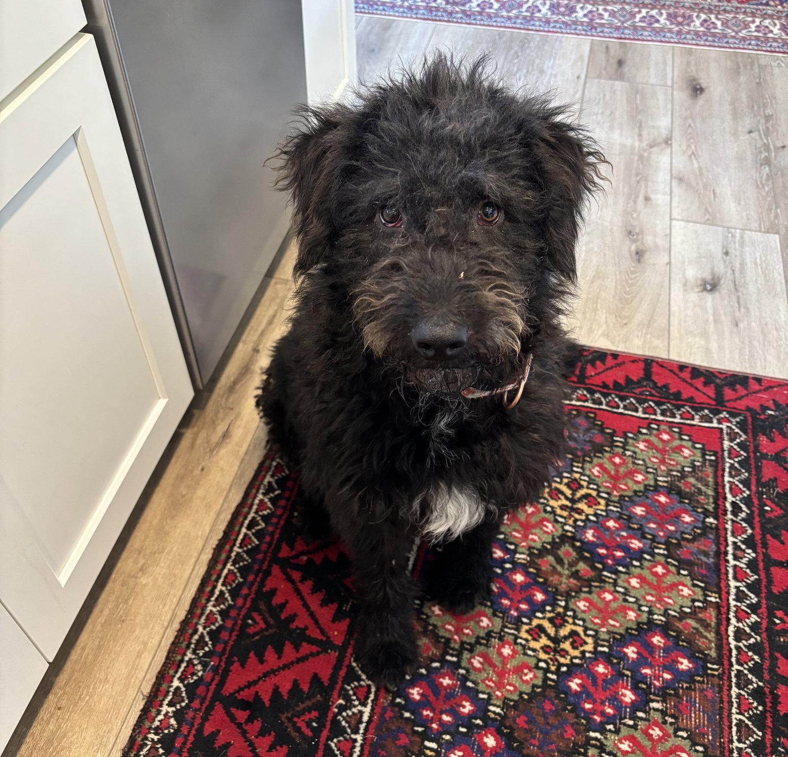 Enlarge Benson, a Adopted mixed breed in Brooklyn Center, MN image 2/3