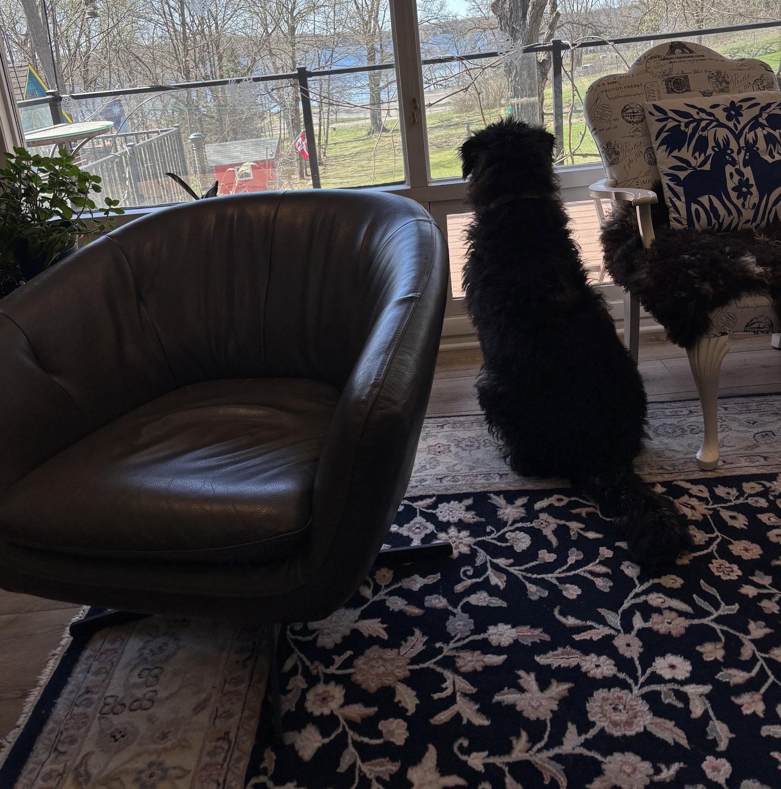 Enlarge Benson, a Adopted mixed breed in Brooklyn Center, MN image 3/3