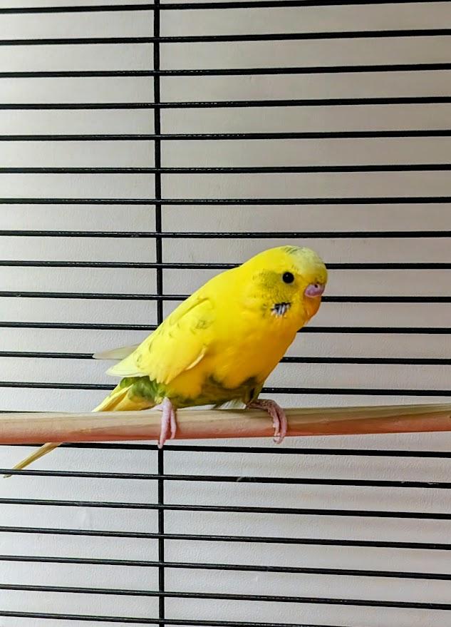 Katy Parakeet, adopted, Adult Female Parakeet (Other).