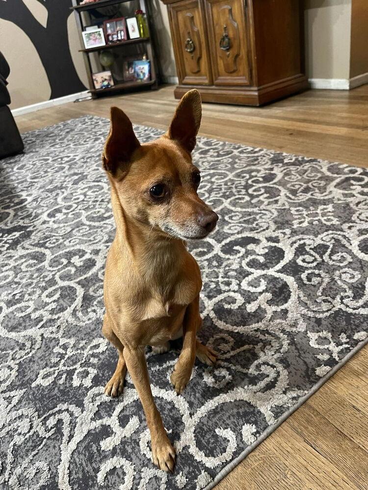 Enlarge DENNIS, a Adoptable mixed breed in Beaumont, CA image 1/1