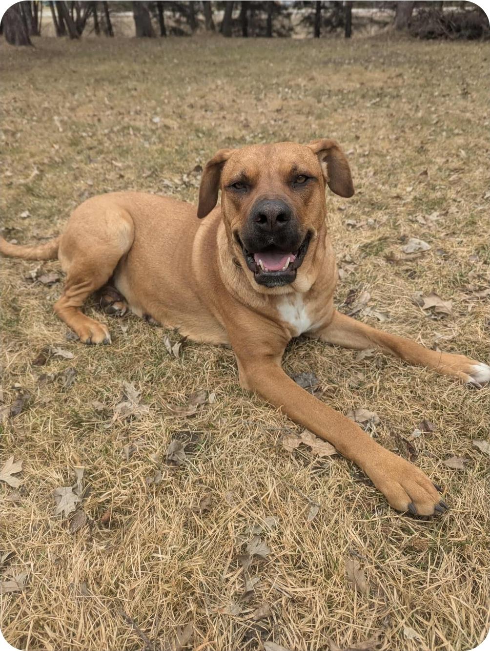 Nancy, Adoptable, Adult Female Mastiff & Mixed Breed.