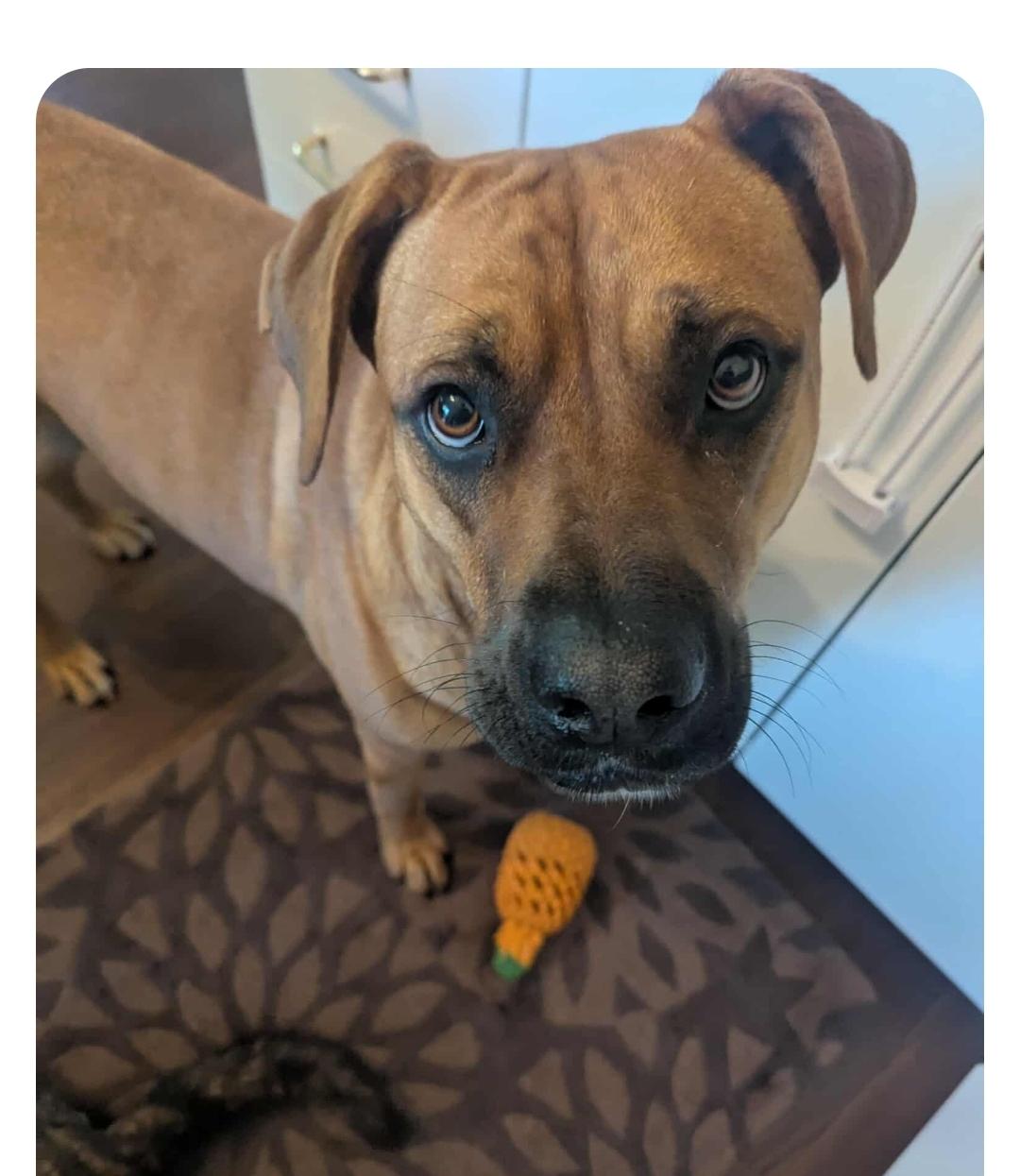 Nancy, a Adoptable mixed breed in Winnipeg, MB image 2/5