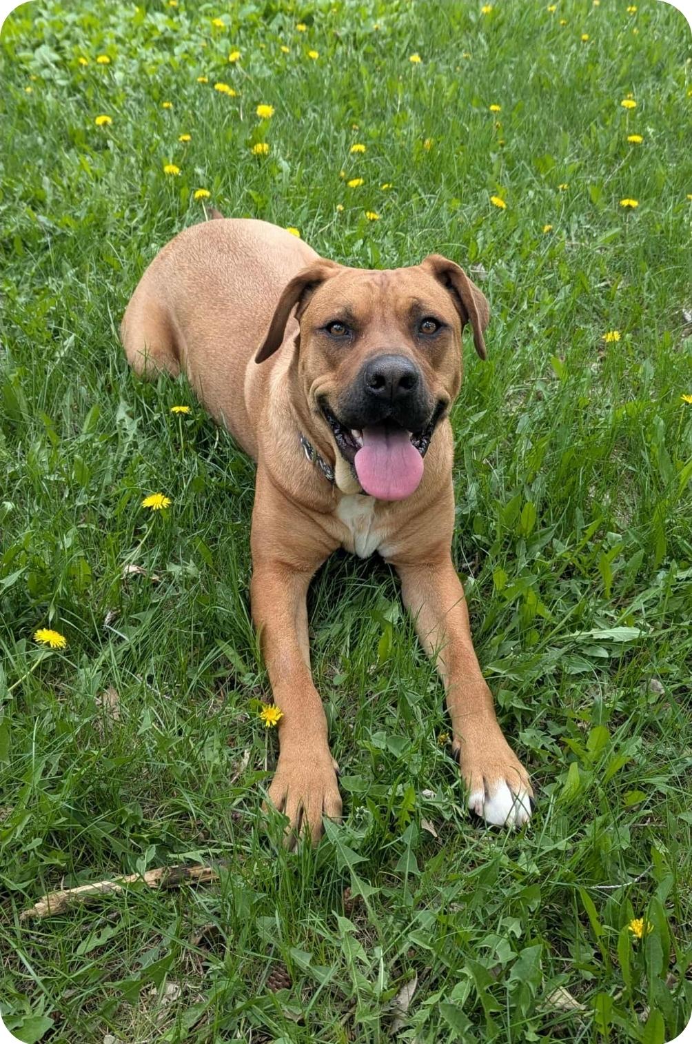 Nancy, a Adoptable mixed breed in Winnipeg, MB image 3/5