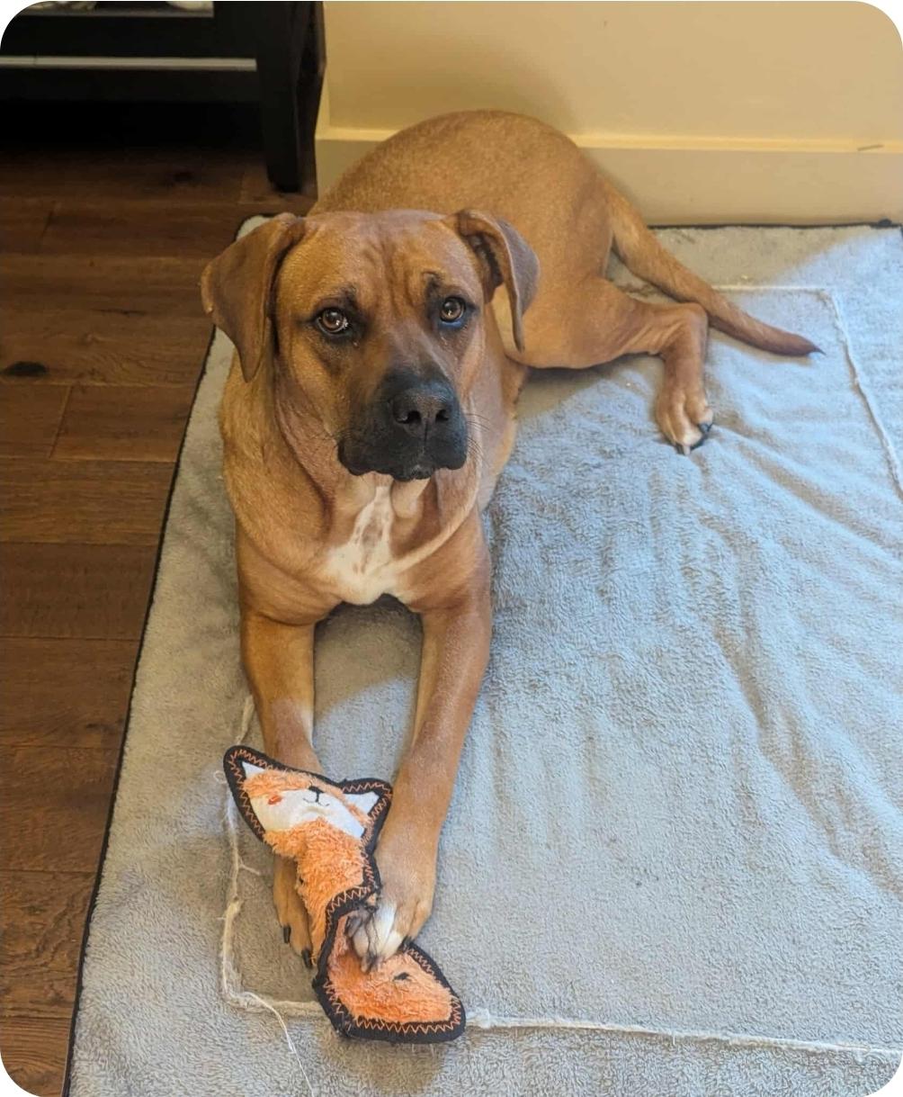 Nancy, a Adoptable mixed breed in Winnipeg, MB image 4/5