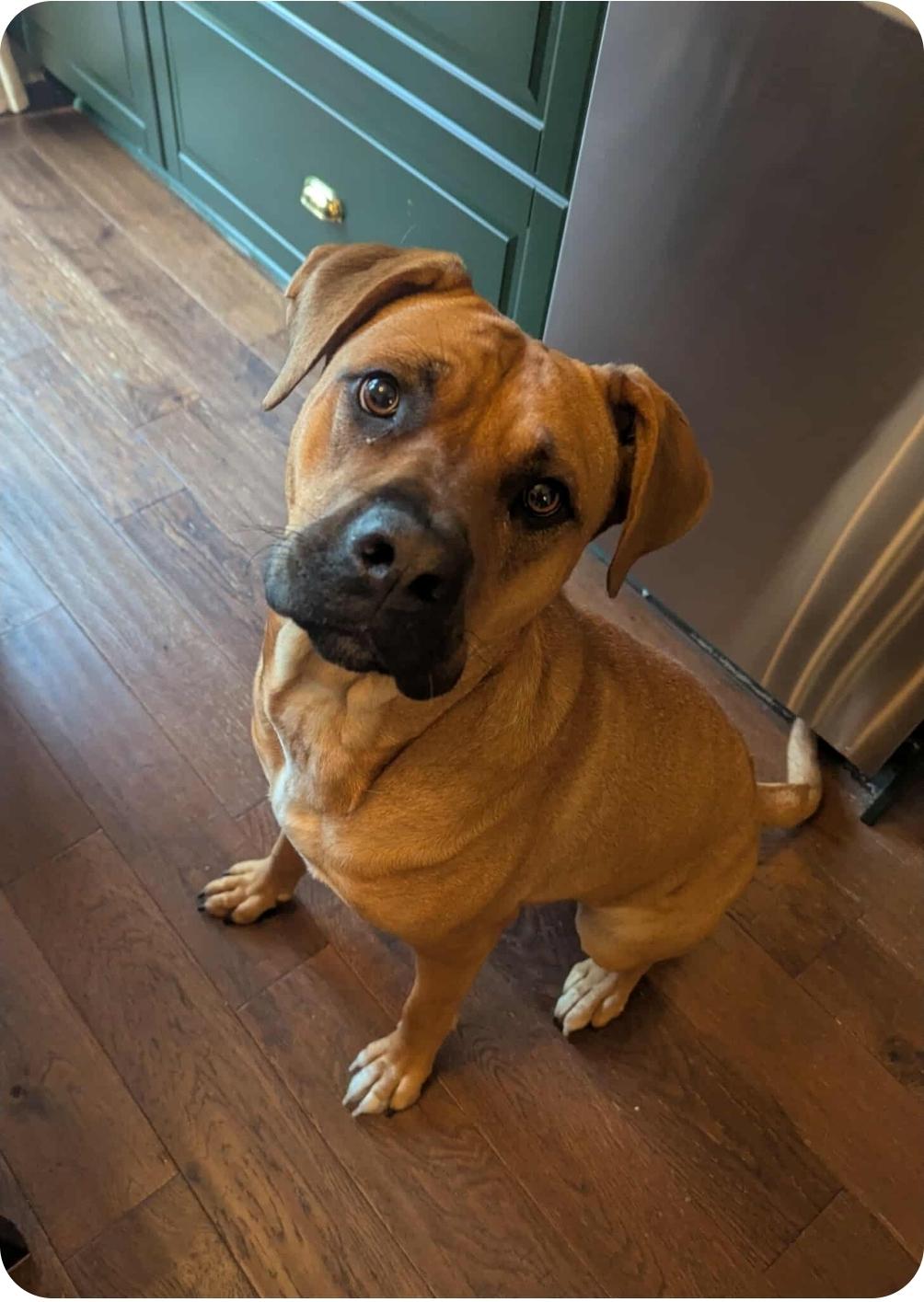 Nancy, a Adoptable mixed breed in Winnipeg, MB image 5/5