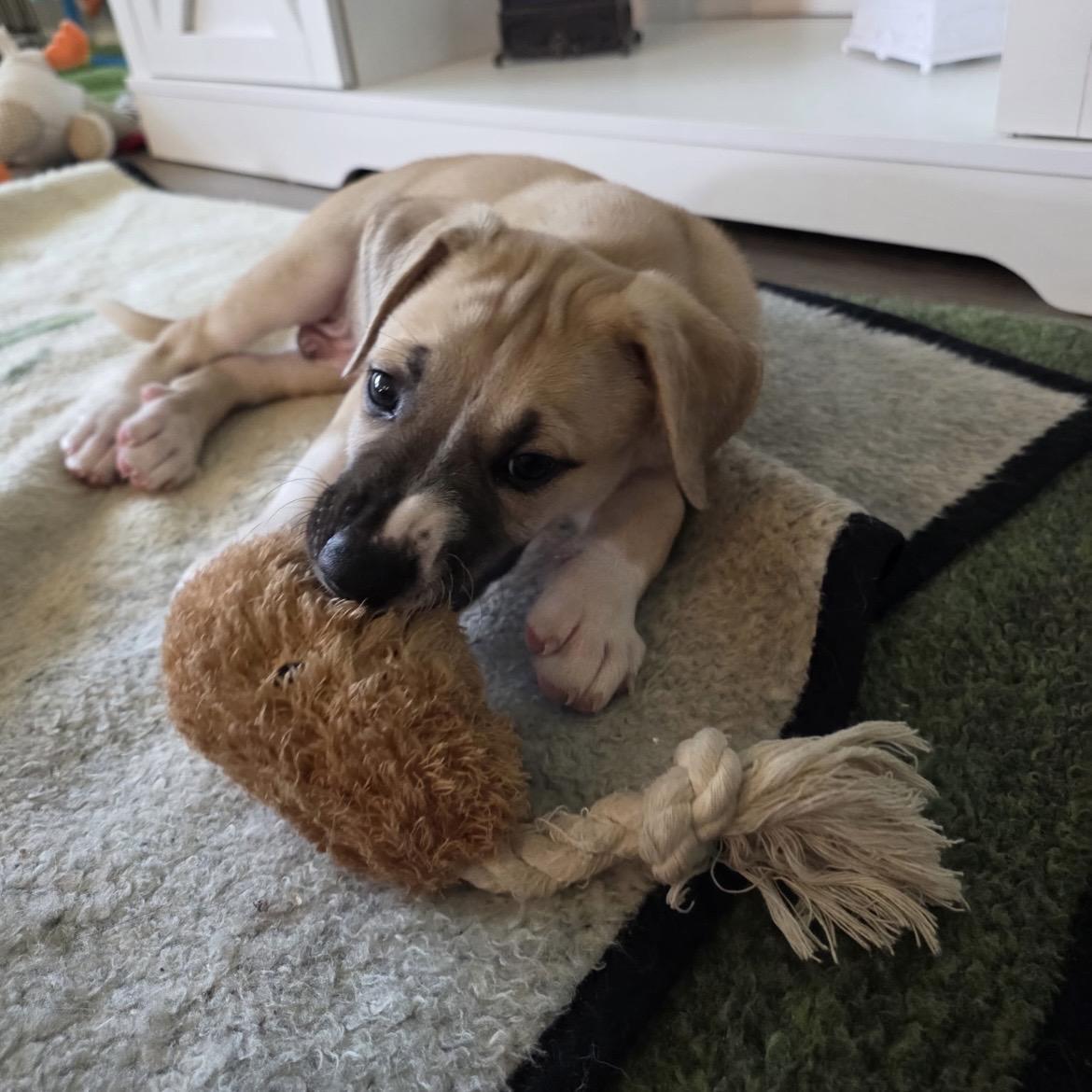 Rowan, a Adoptable mixed breed in Bellevue, WA image 3/6