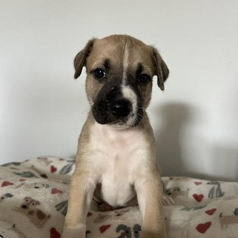 Rowan, a Adoptable mixed breed in Bellevue, WA image 2/6