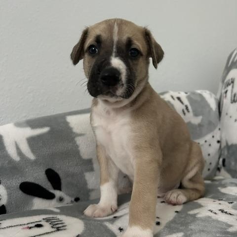 Rowan, a Adoptable mixed breed in Bellevue, WA image 1/6