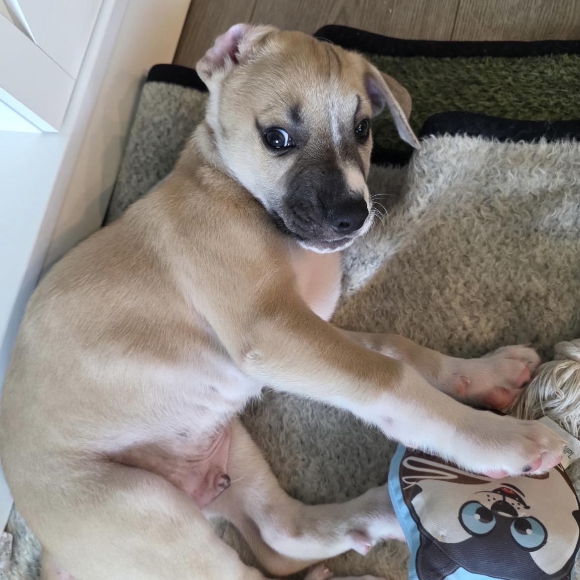Rowan, a Adoptable mixed breed in Bellevue, WA image 5/6